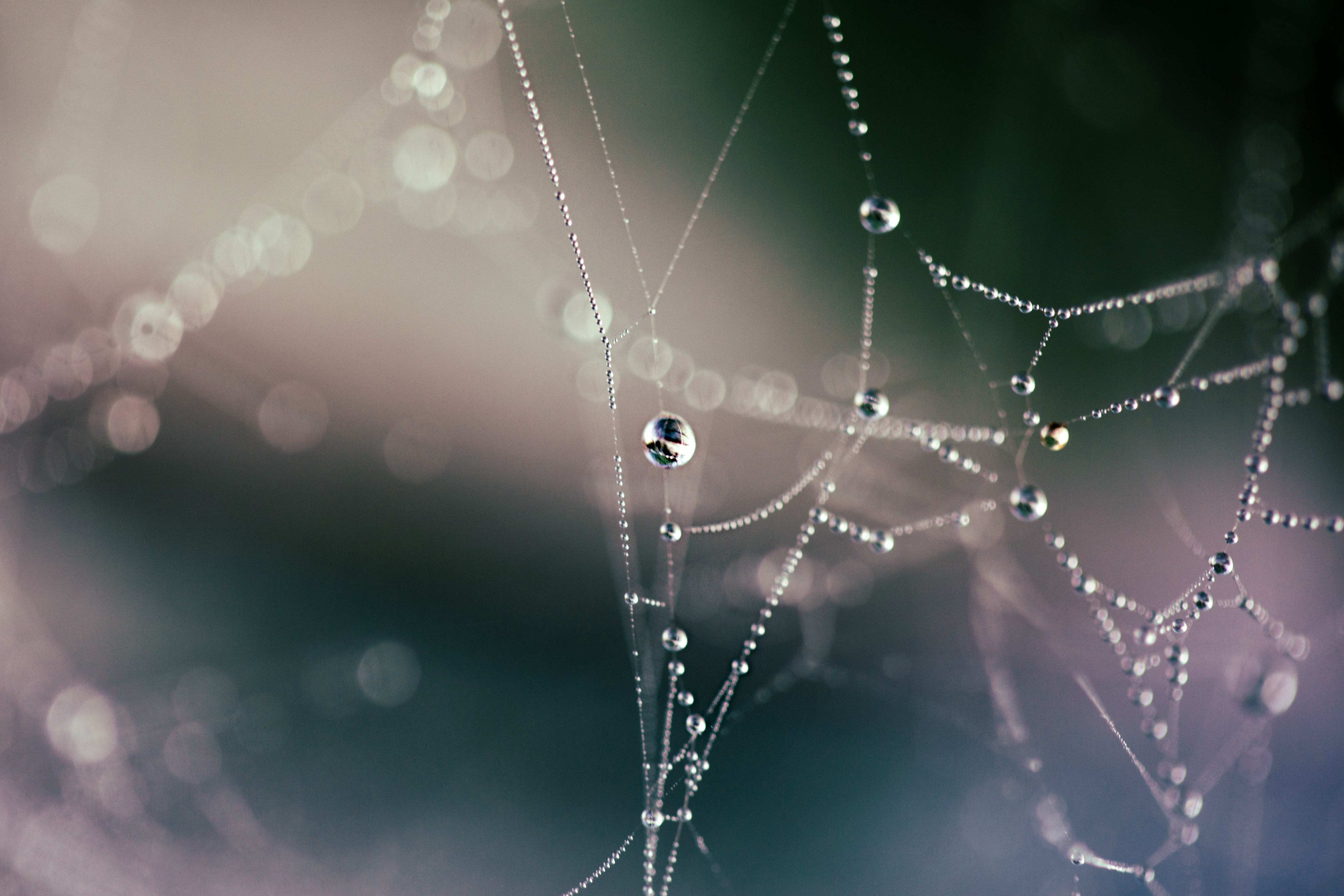 Spider web with water drops, nature, depth of field HD Wallpaper