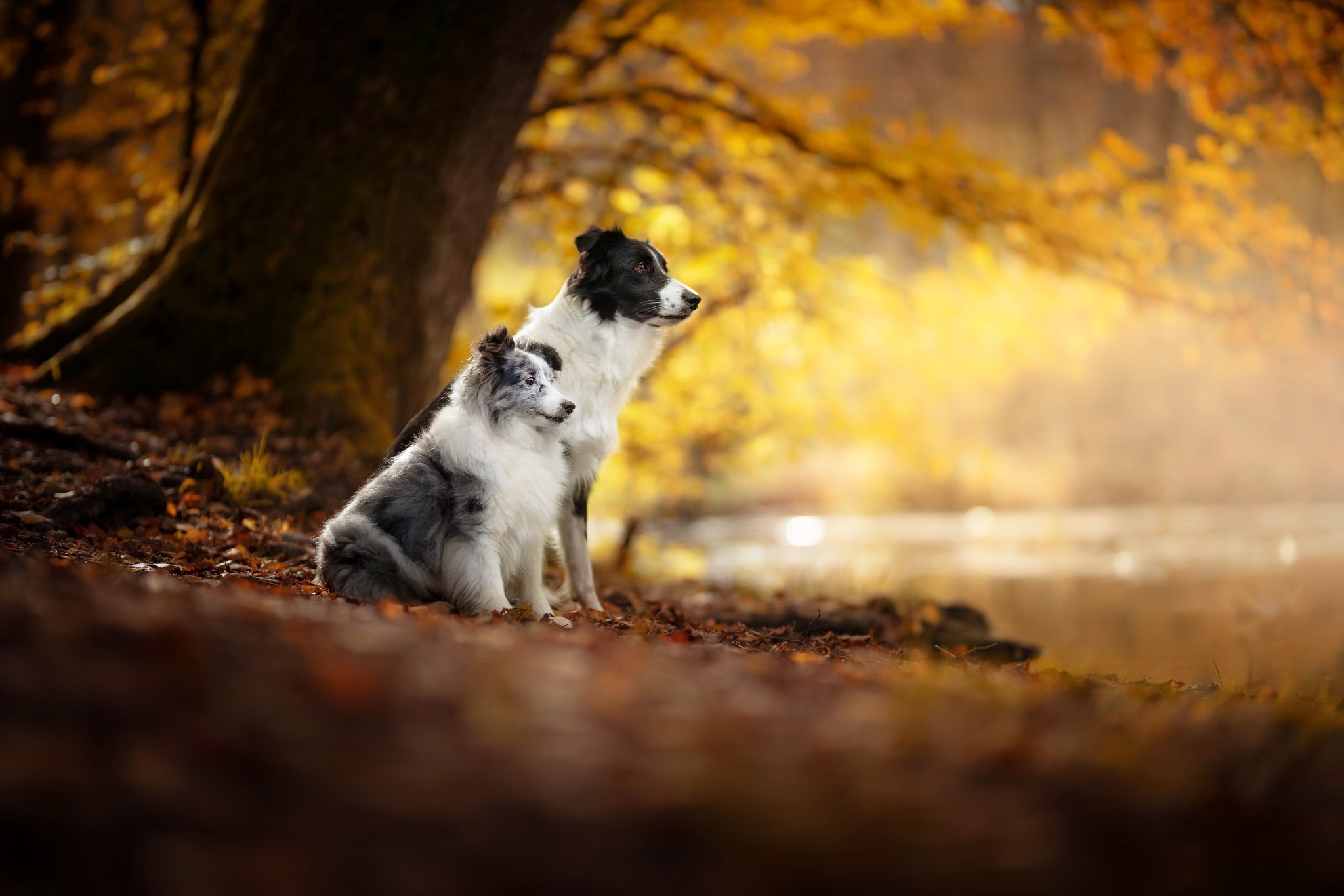 Two Border Collies in an autumn forest HD Wallpaper