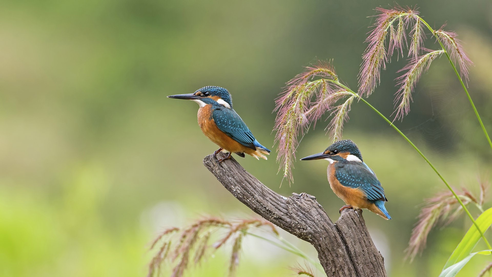 Two kingfishers perched on a branch with tall grass HD Wallpaper