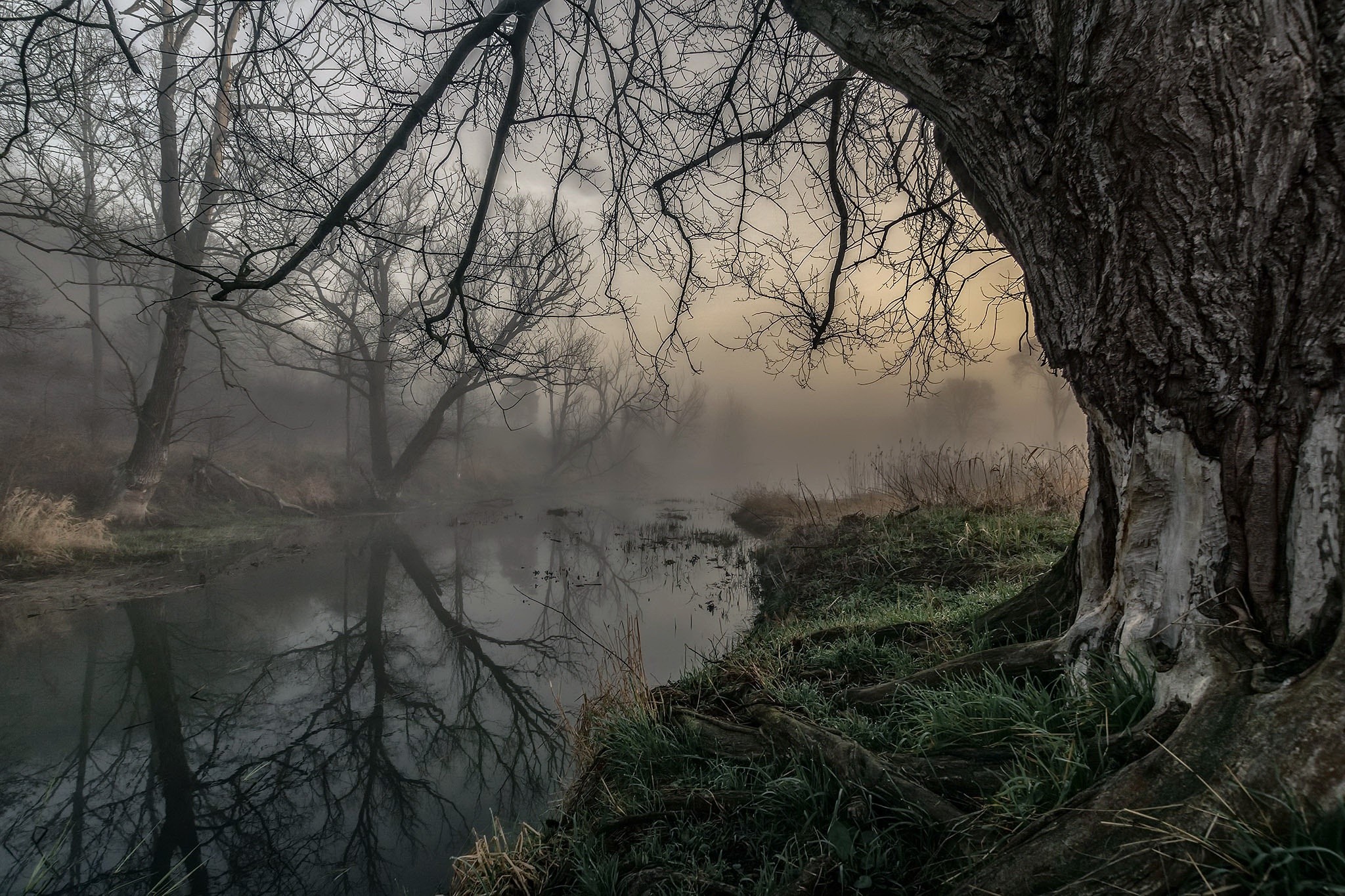 Misty river with bare trees and reflections HD Wallpaper