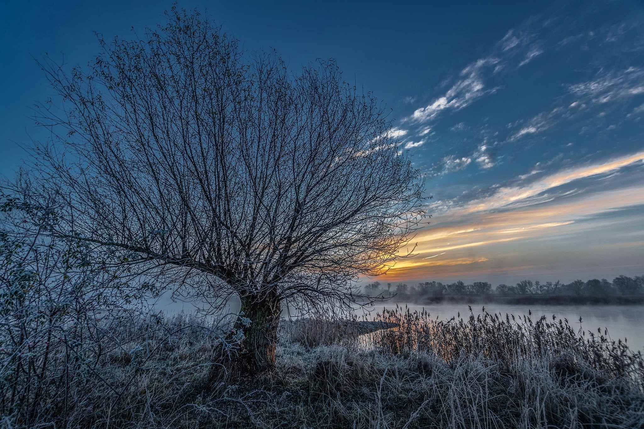 Winter sunrise over a misty river with a bare tree HD Wallpaper