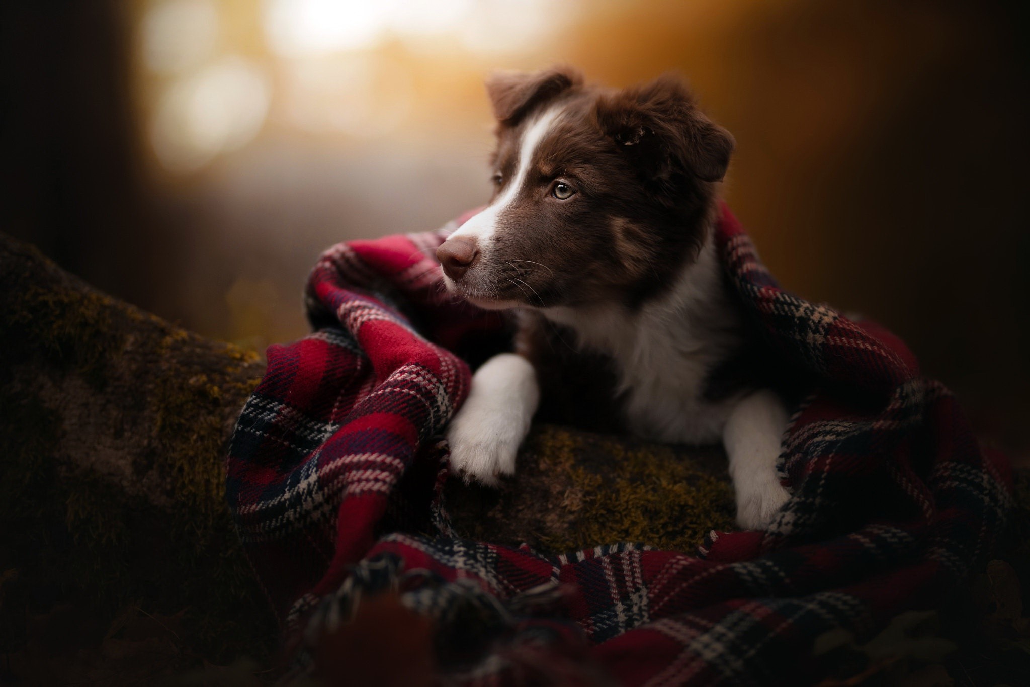 Brown and white puppy wrapped in a red plaid blanket HD Wallpaper