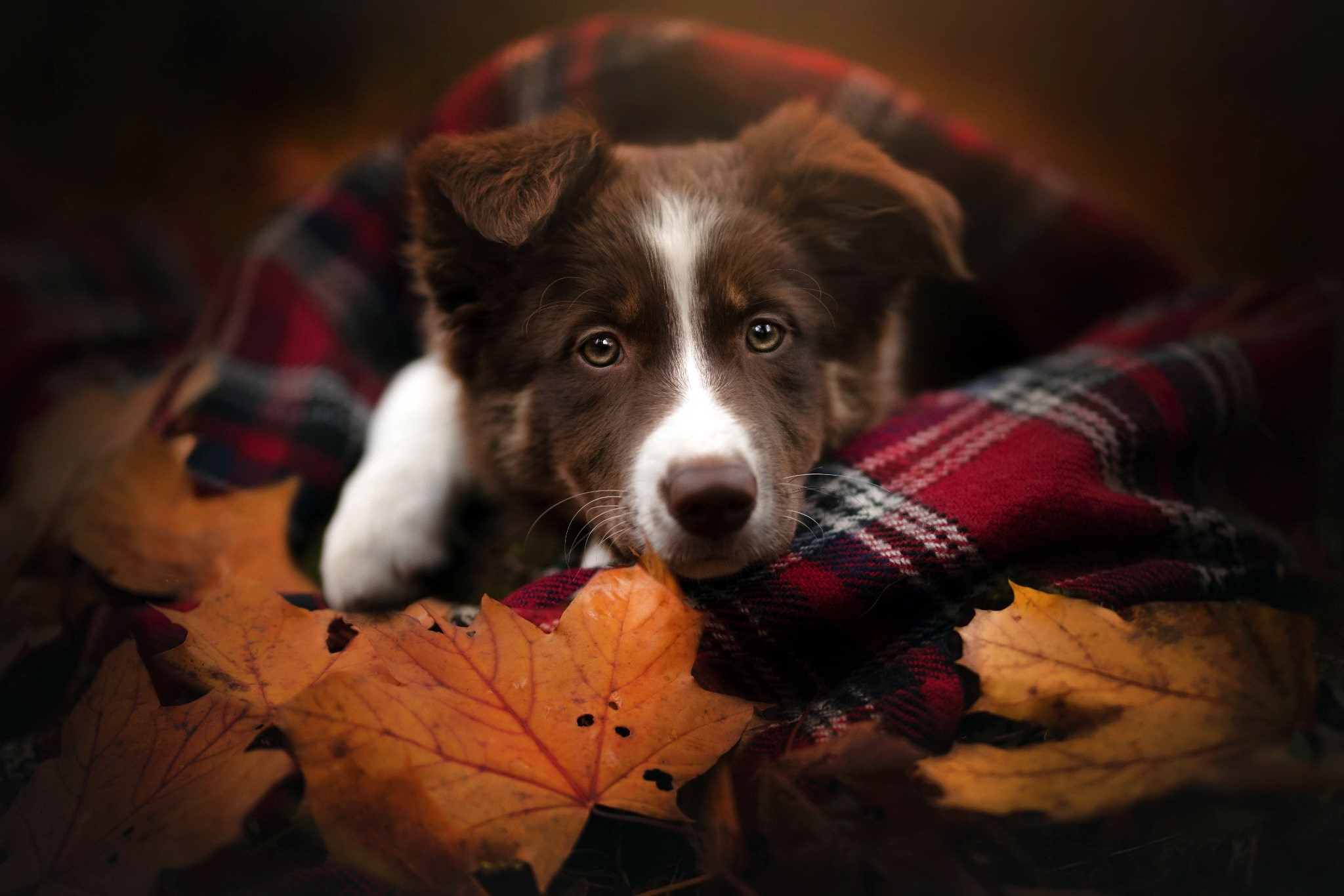 Brown and white puppy wrapped in a plaid blanket with autumn leaves HD Wallpaper