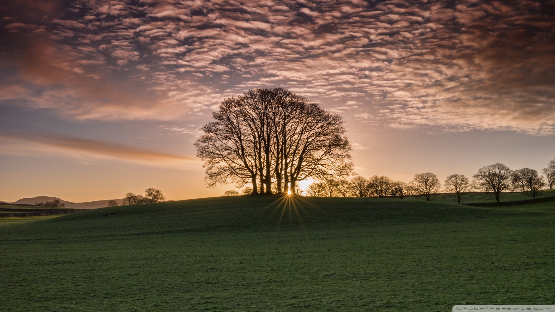 Silhouette of trees at sunset with clouds HD Wallpaper