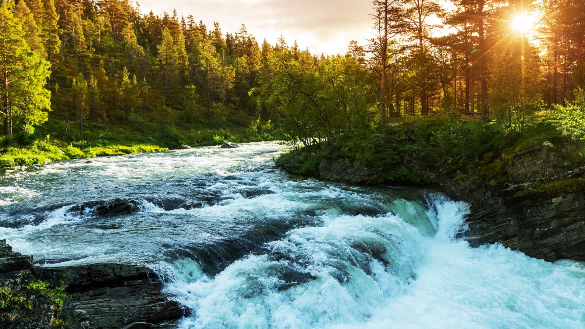 River flowing through a sunlit forest HD Wallpaper