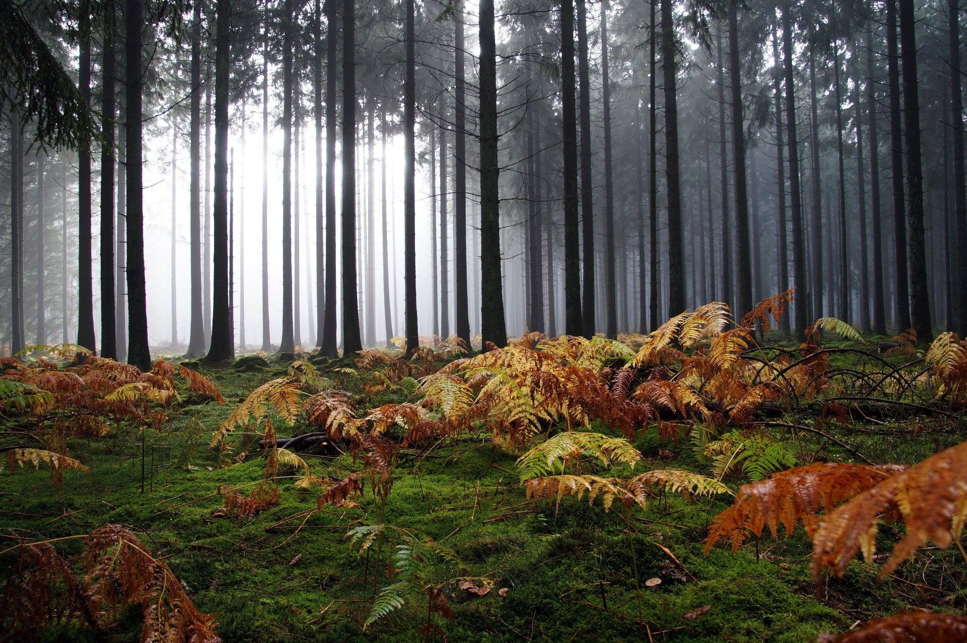 Autumn ferns and moss on the forest floor HD Wallpaper