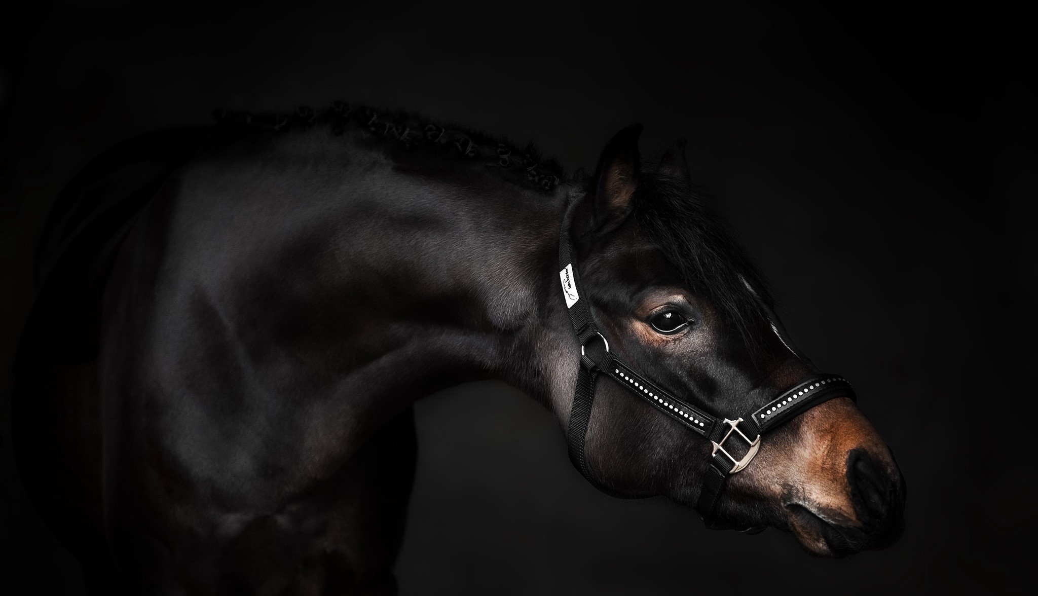 Black horse with braided mane and halter HD Wallpaper
