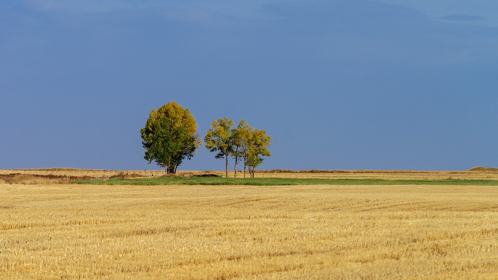 Trees in a harvested field under a blue sky HD Wallpaper