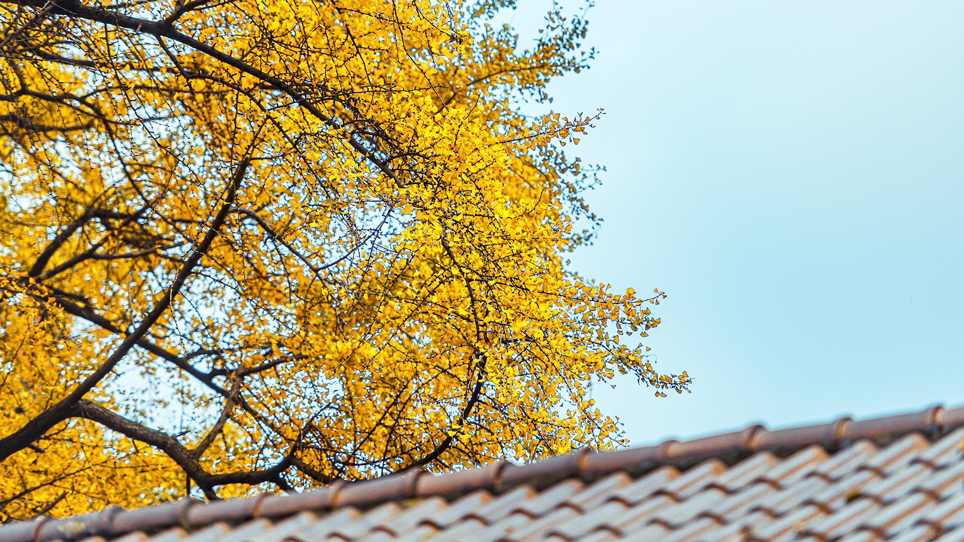 Yellow Ginkgo Tree Branches Overlooking Rooftop HD Wallpaper