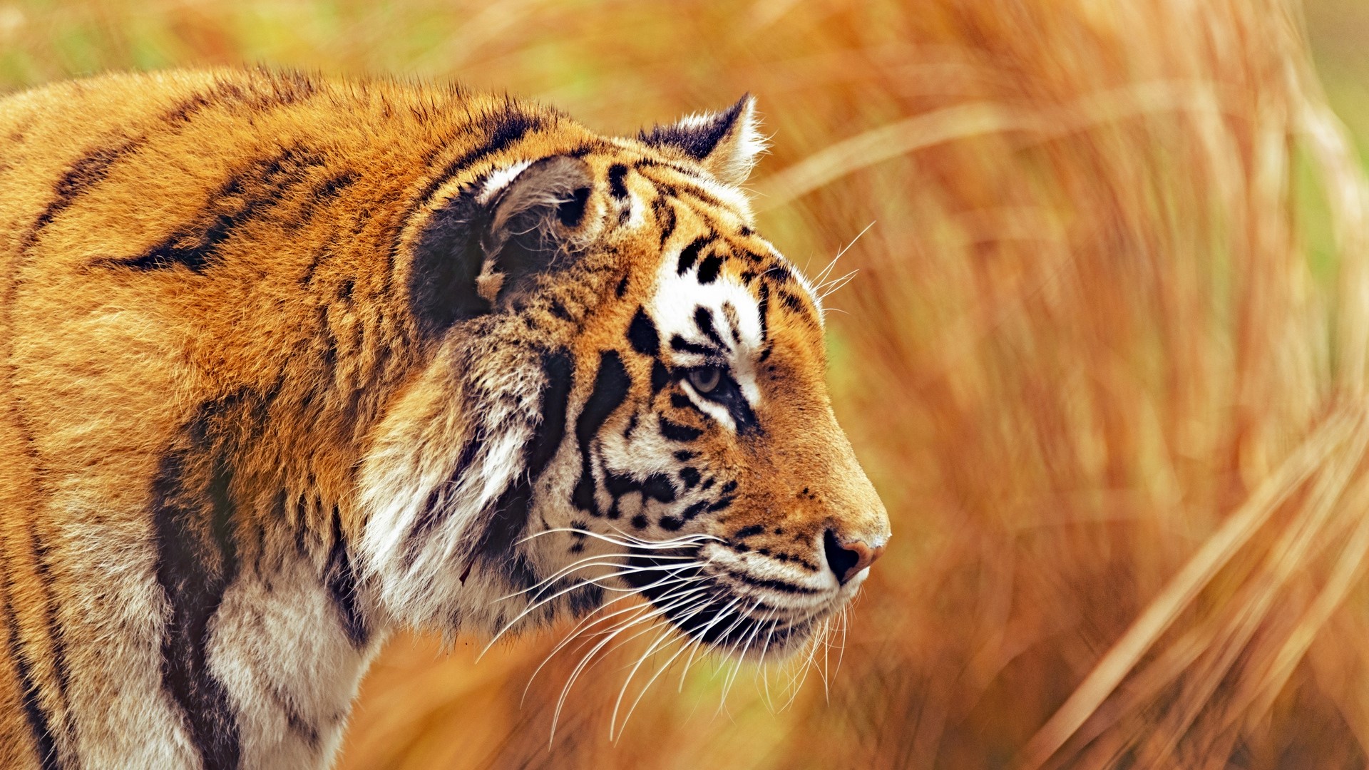 Tiger in tall grass HD Wallpaper