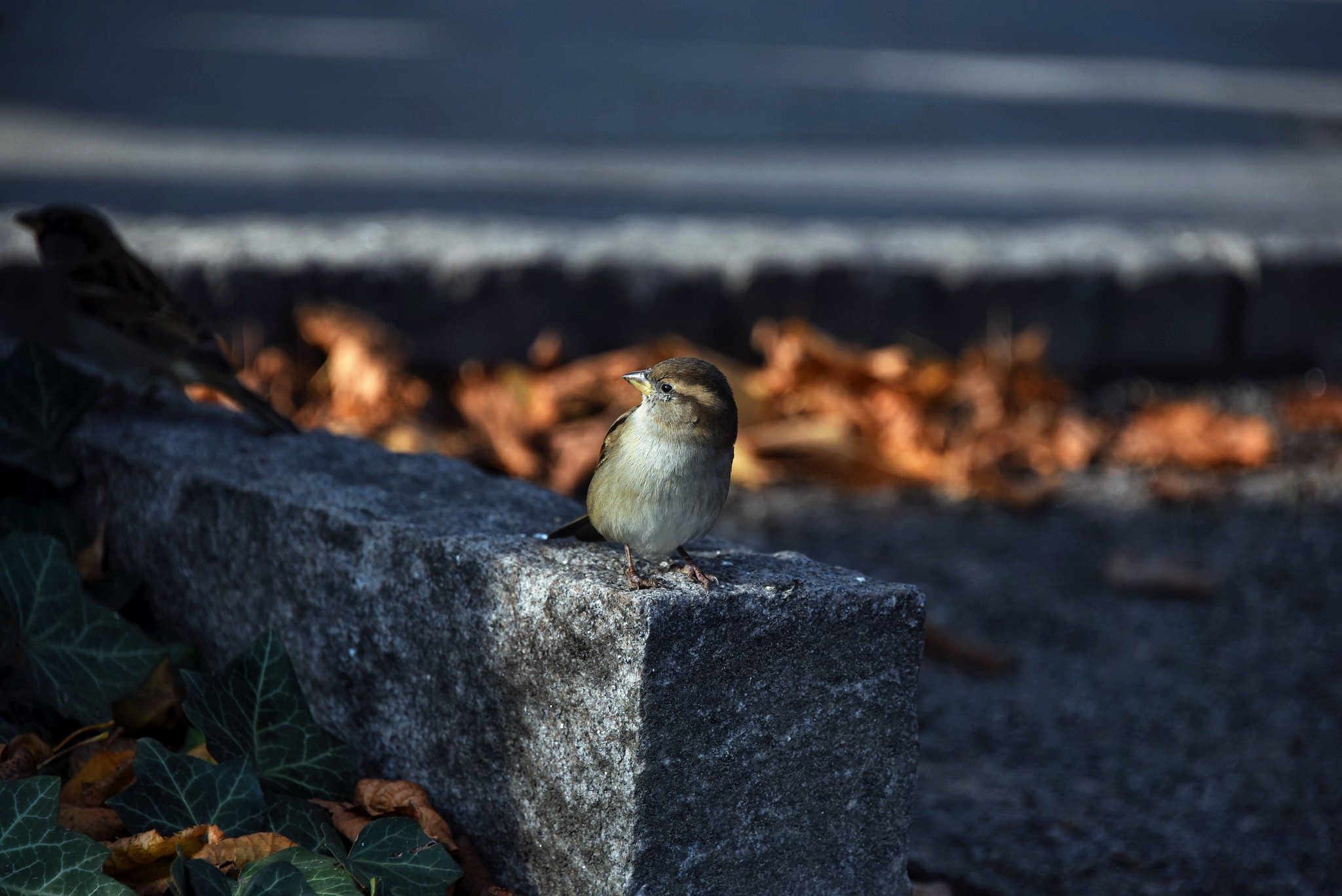 Sparrow perched on a stone ledge with autumn leaves HD Wallpaper