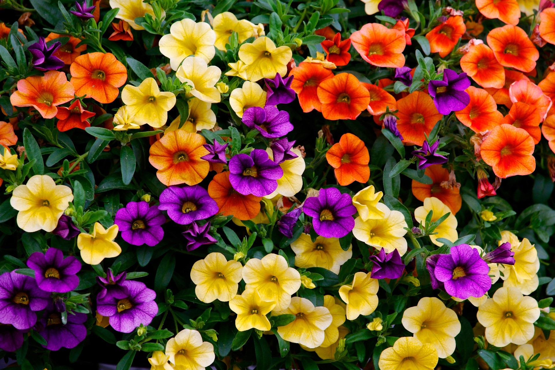 Colorful Calibrachoa flowers in bloom HD Wallpaper