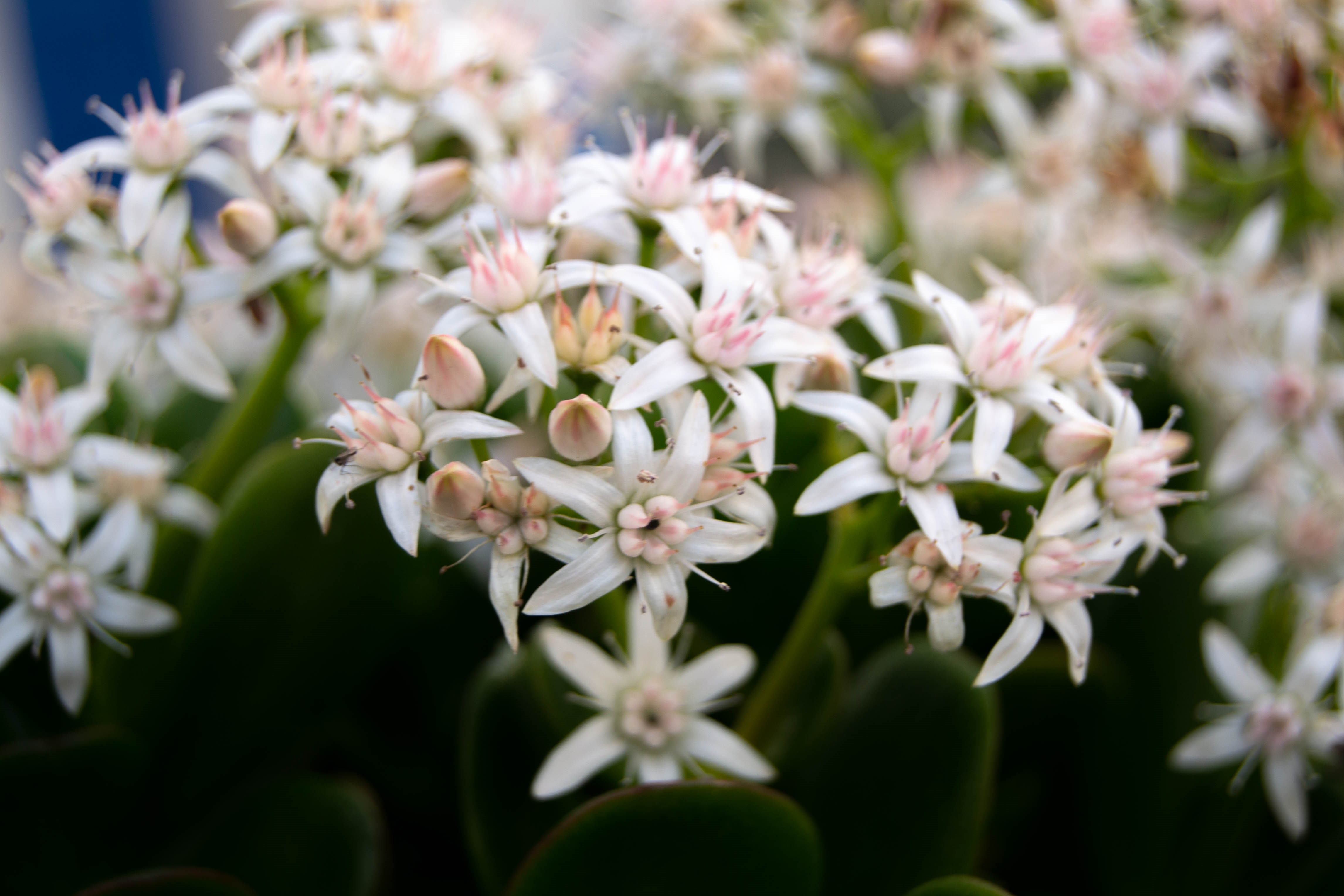Macro shot of white jade plant flowers with pink stamens HD Wallpaper