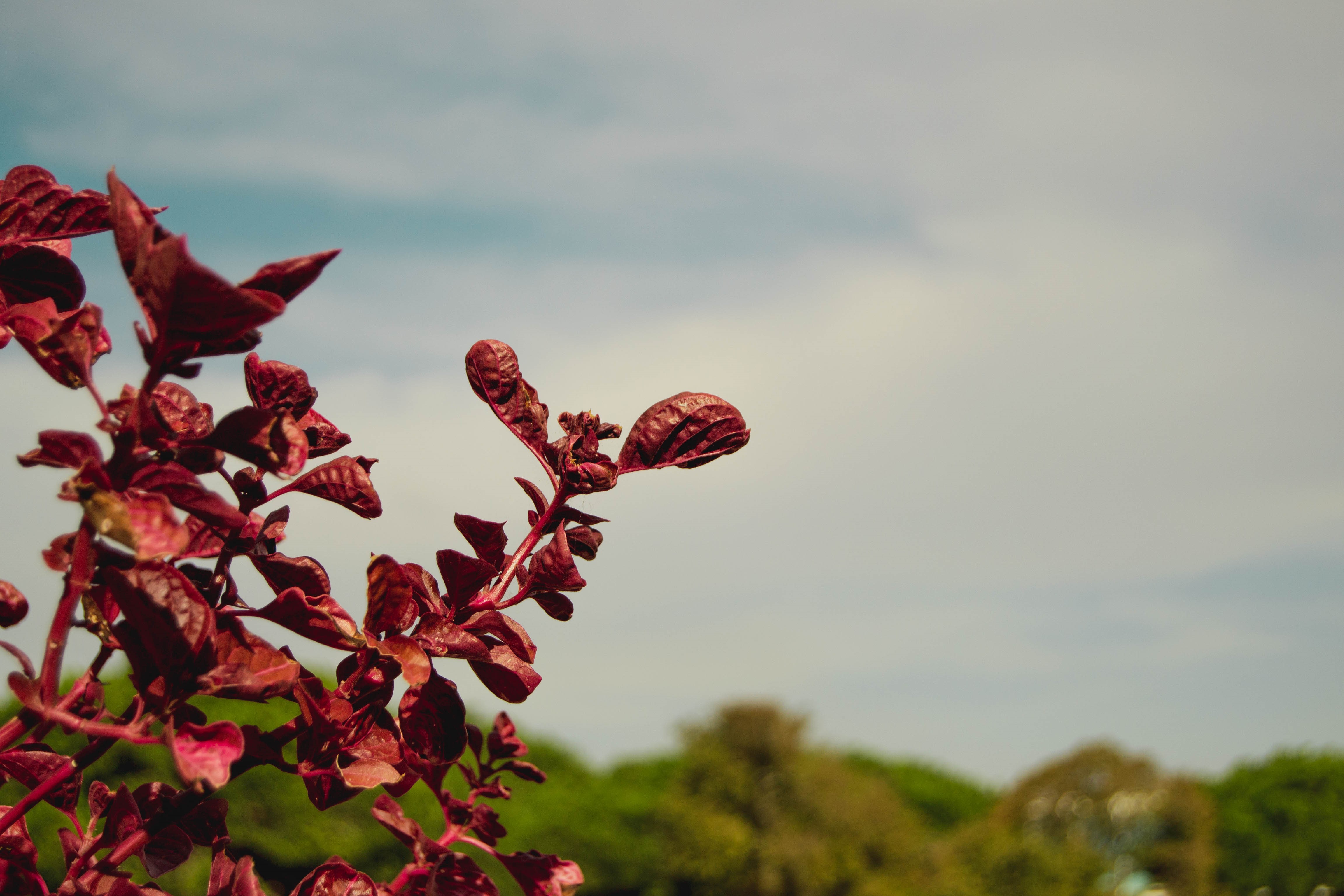 Red leaves against a cloudy sky HD Wallpaper