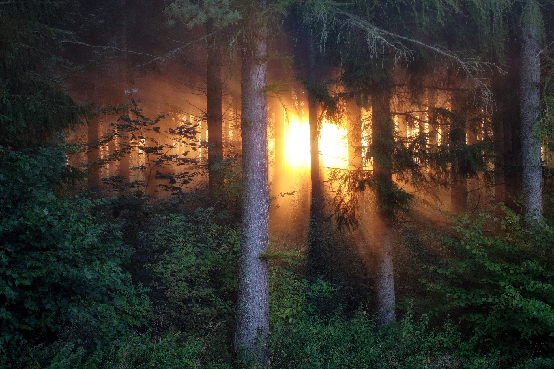 Sunlight filtering through trees in a forest HD Wallpaper