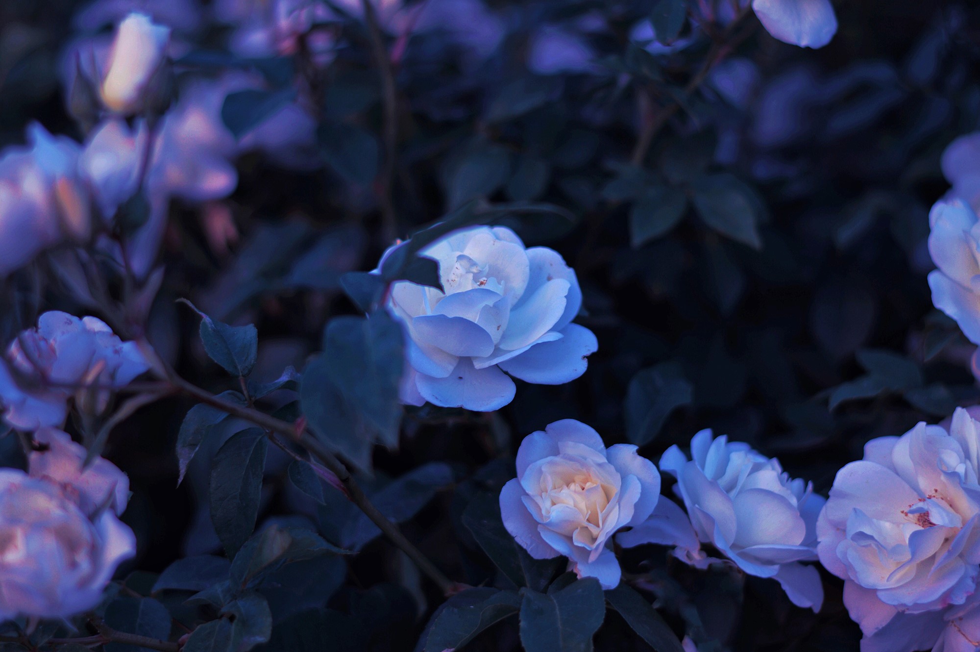Pale blue roses in the dark HD Wallpaper