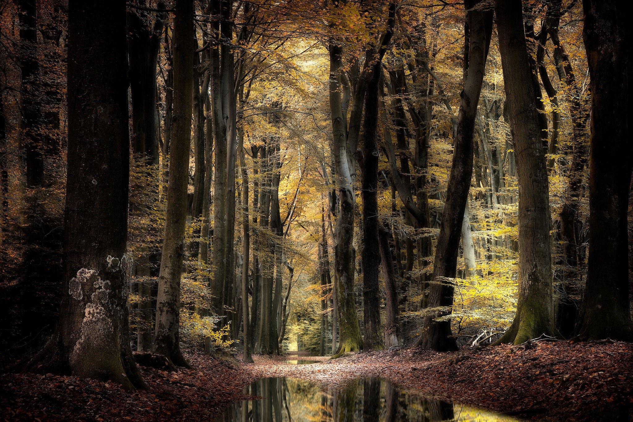 Autumn forest with a stream and fallen leaves HD Wallpaper