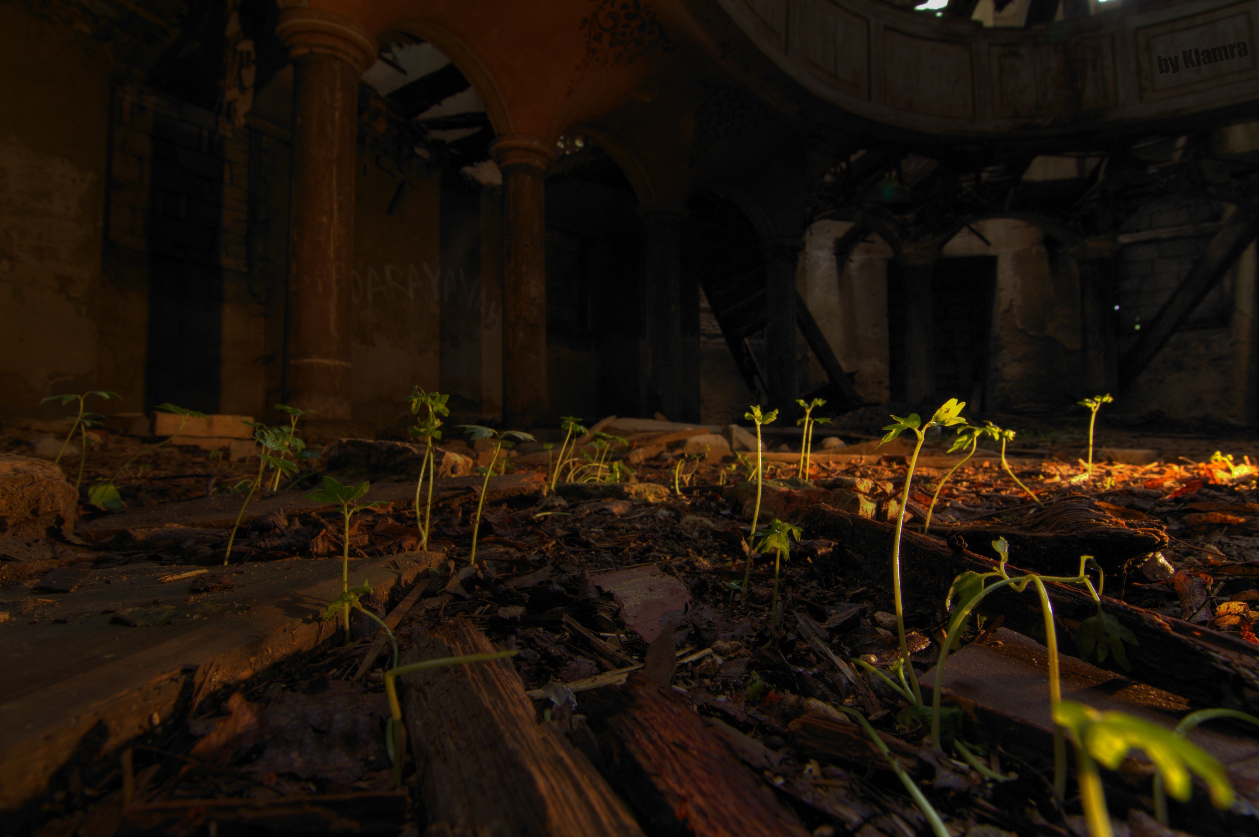 Abandoned church interior with plants growing HD Wallpaper