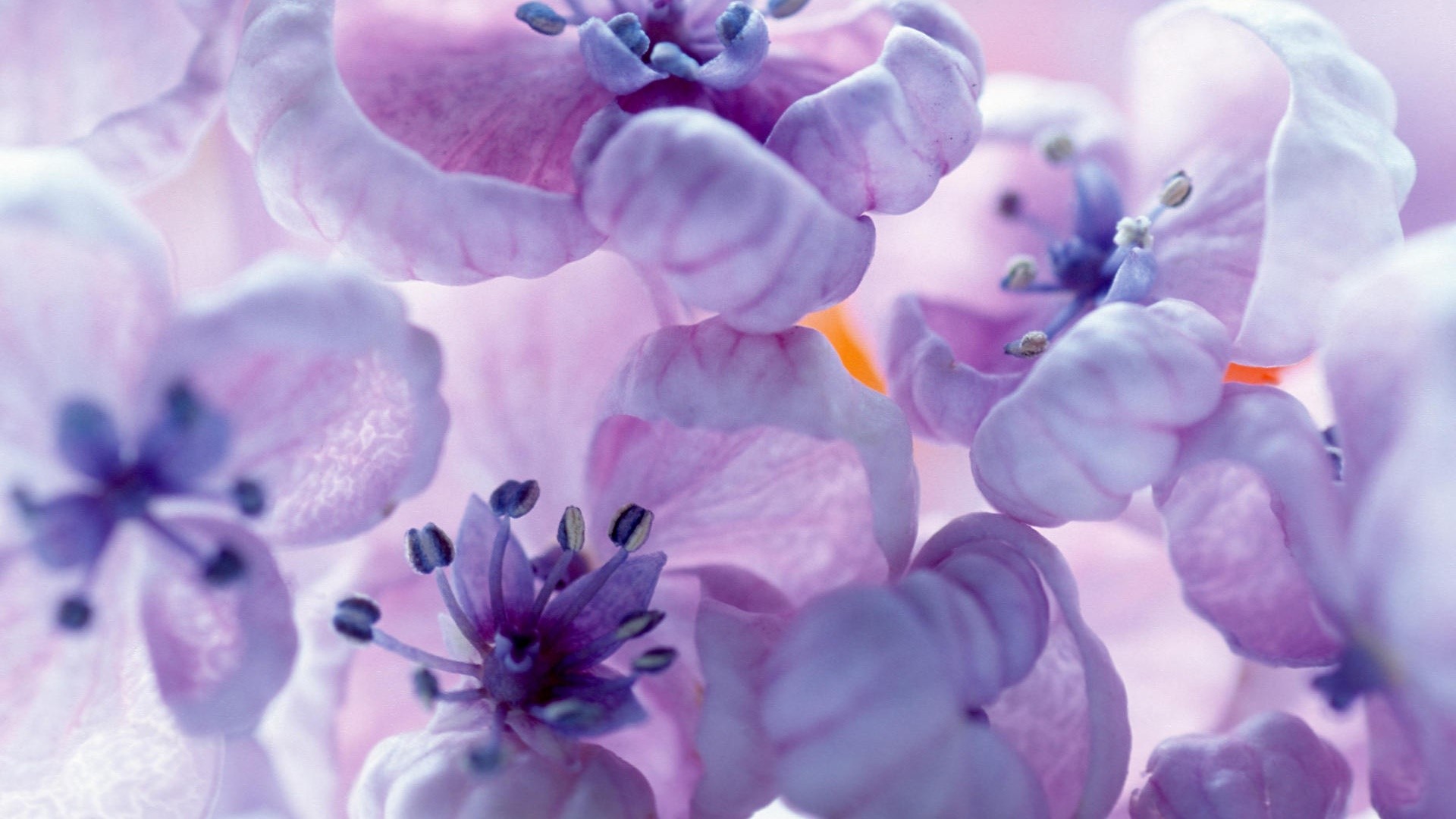Close-up of blooming purple flowers HD Wallpaper