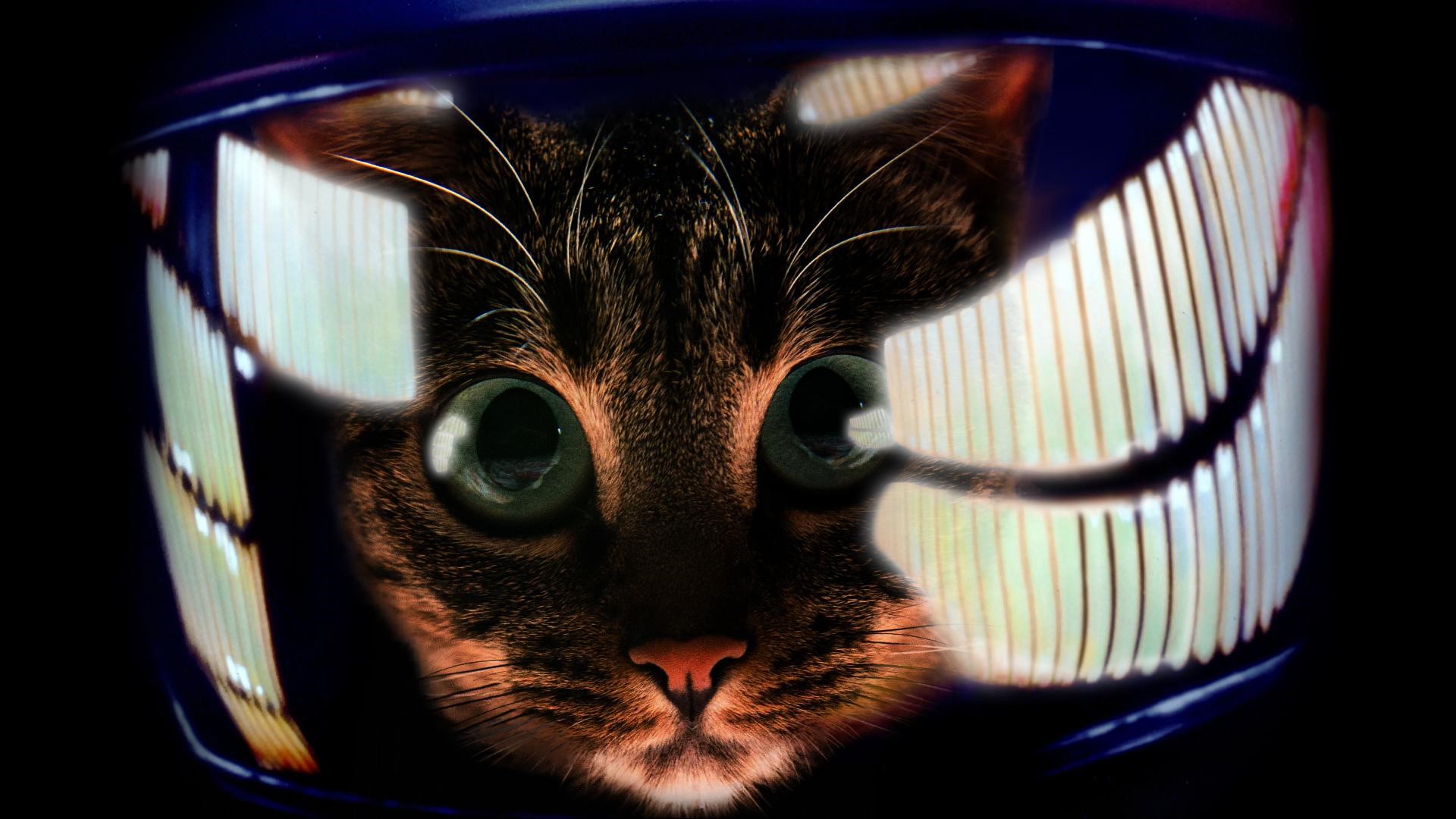 Cat in a helmet, parody of 2001: A Space Odyssey HD Wallpaper