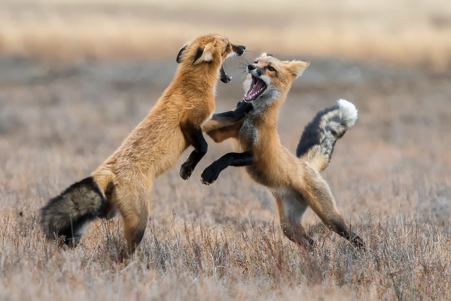 Two red foxes fighting in a dry field HD Wallpaper