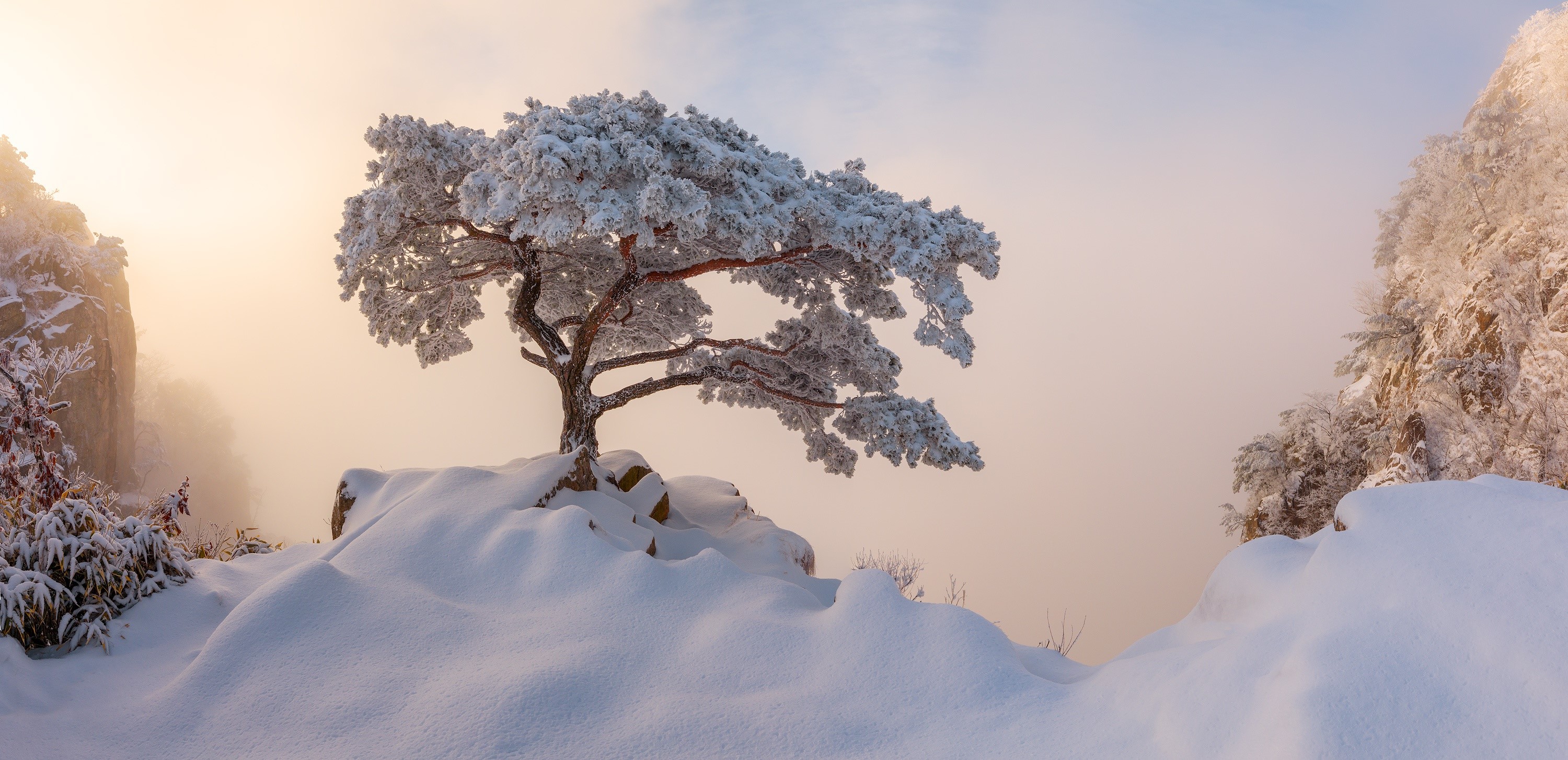 Snow-covered tree on a rocky outcrop in winter mist HD Wallpaper