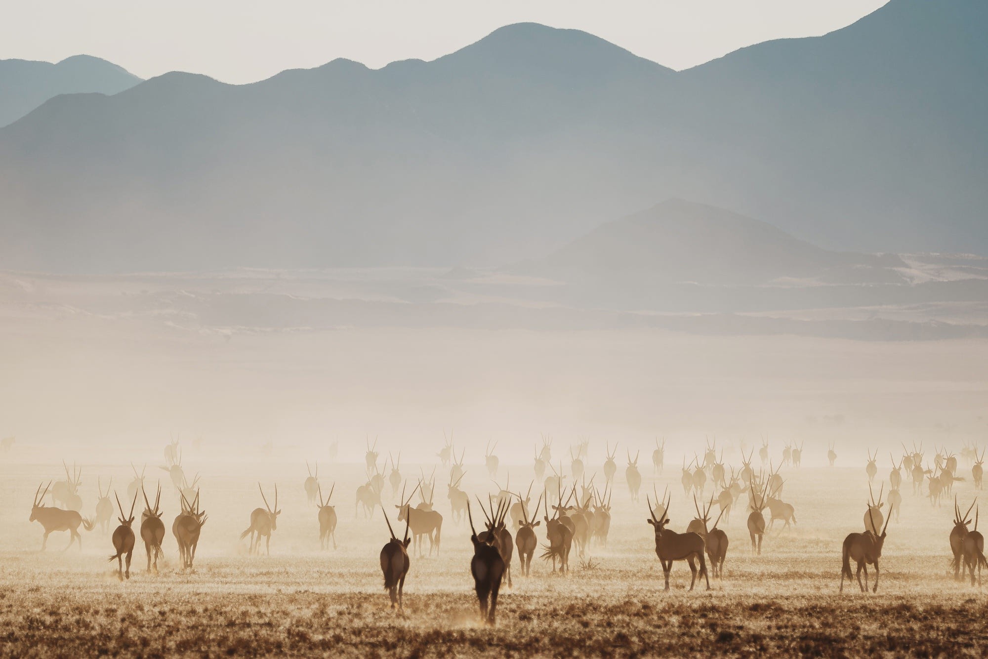 Herd of Oryx Antelopes in a Misty Landscape HD Wallpaper