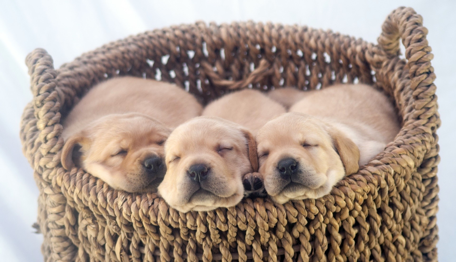 Three adorable puppies sleeping in a woven basket HD Wallpaper