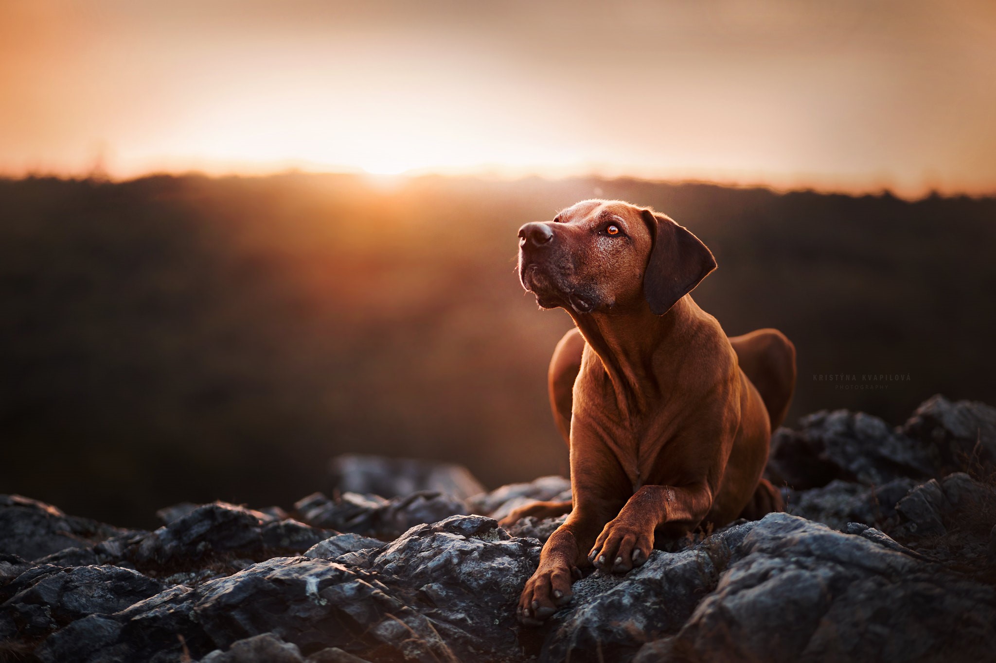 Rhodesian Ridgeback dog on rocks at sunset HD Wallpaper