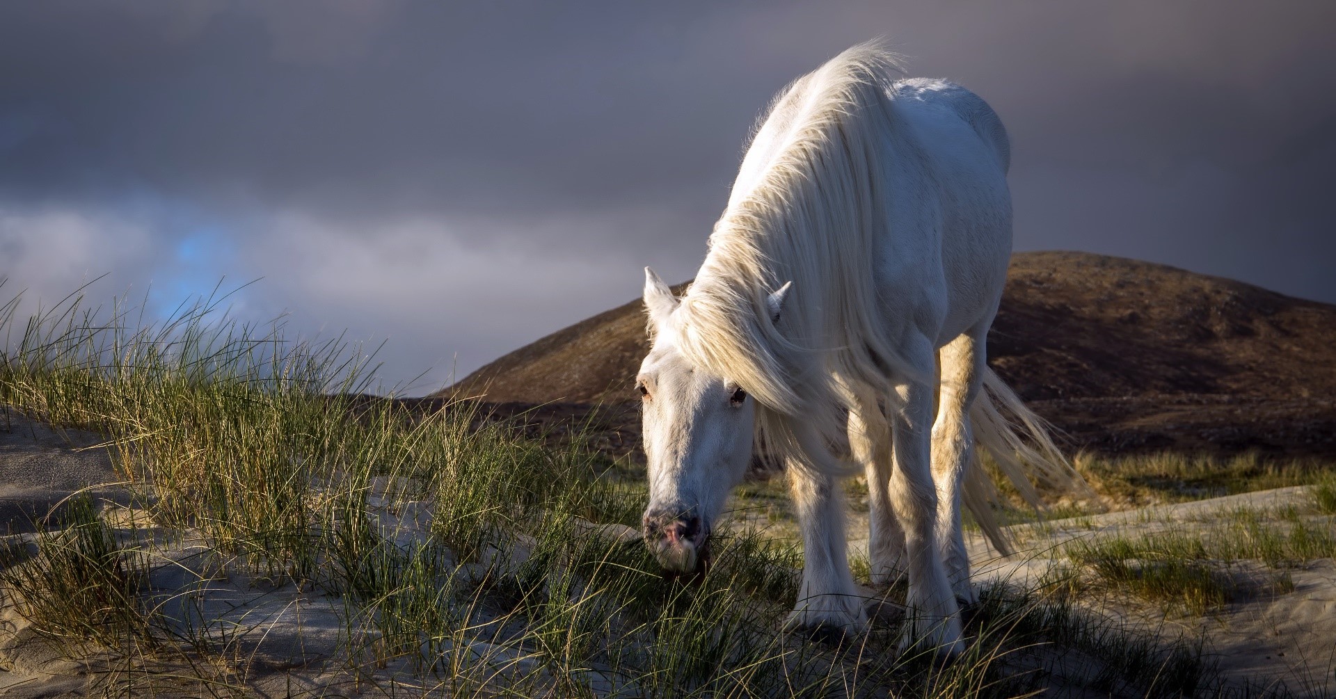 White horse grazing on a sandy dune with grass HD Wallpaper