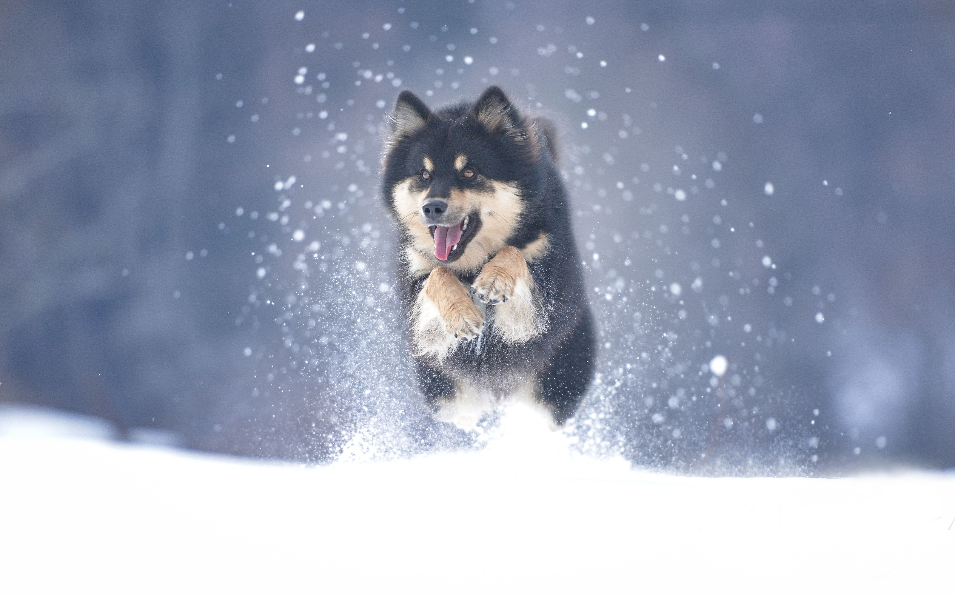 A Finnish Lapphund dog jumping in the snow HD Wallpaper