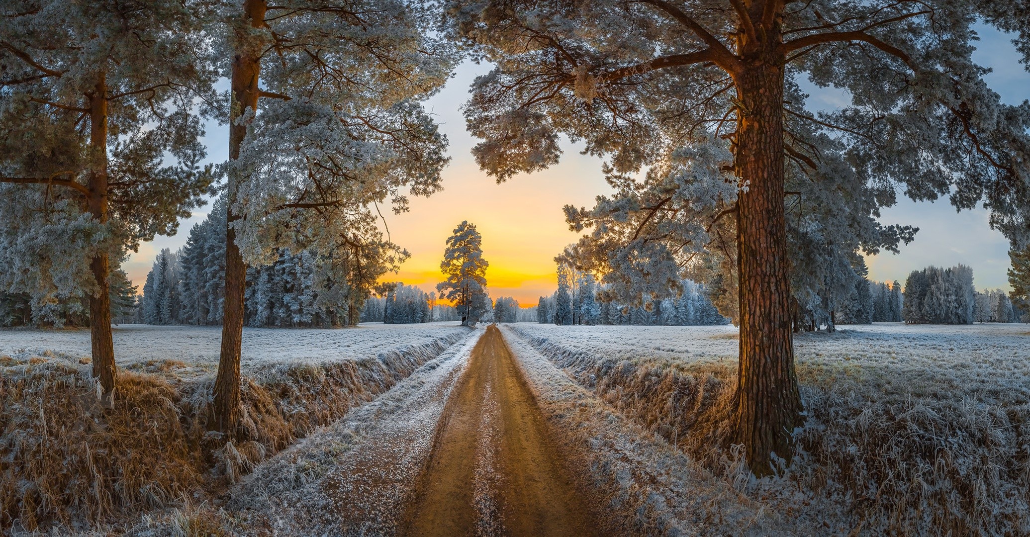 Dirt road through a frosted forest at sunrise HD Wallpaper