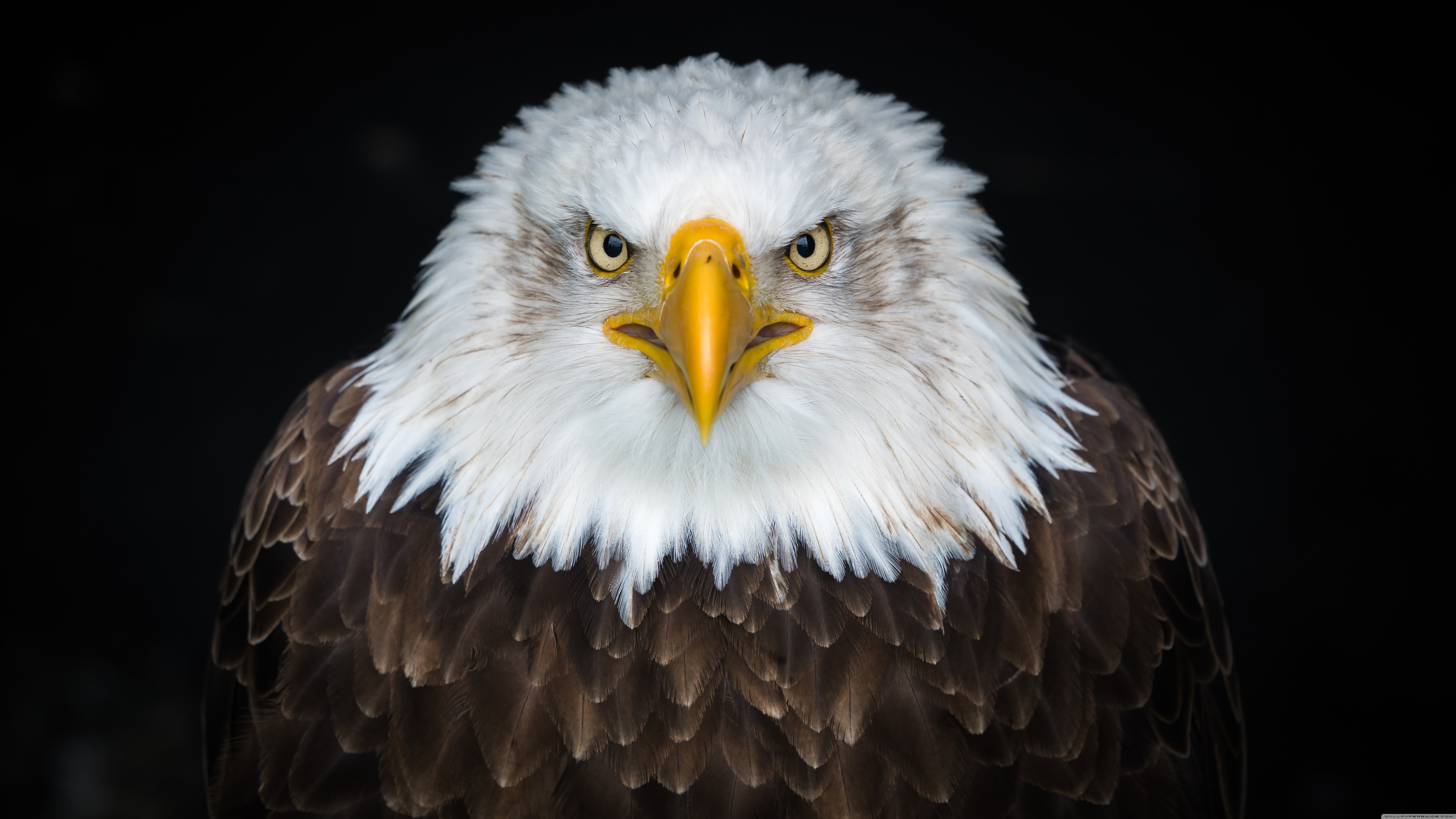 4K Bald Eagle Close-up HD Wallpaper