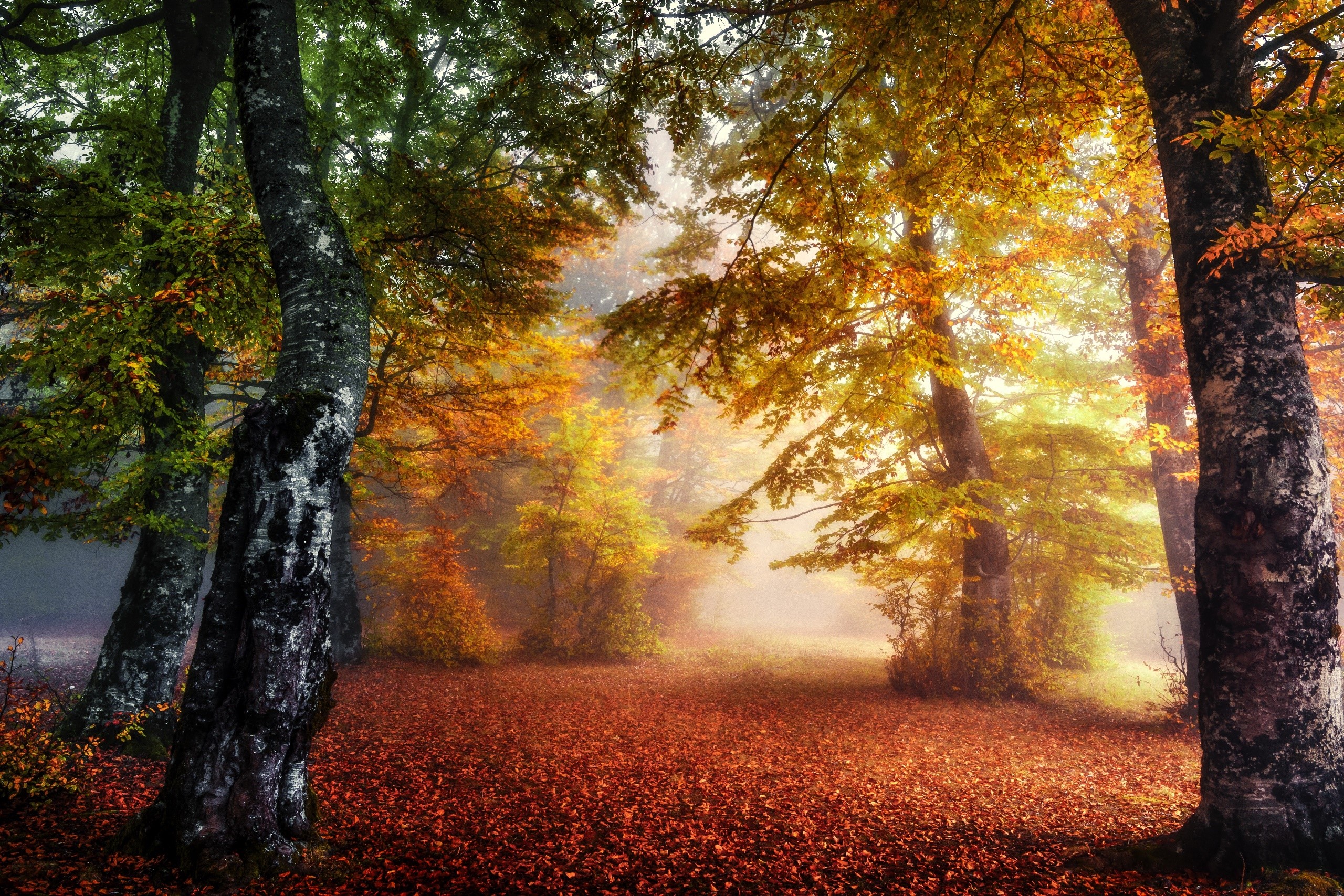 Autumn forest with colorful leaves and fog HD Wallpaper
