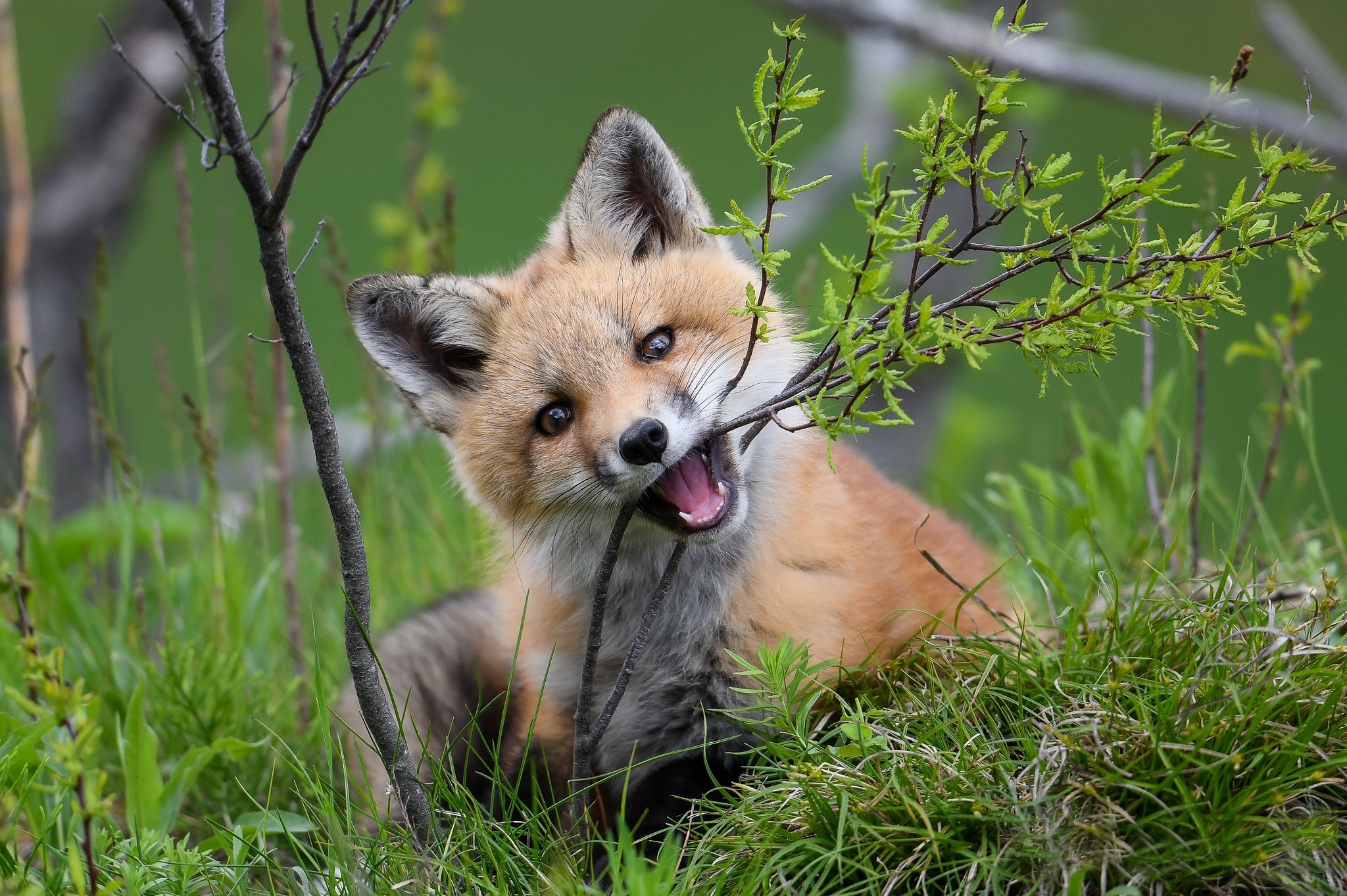 A young fox chews on a branch in the grass HD Wallpaper