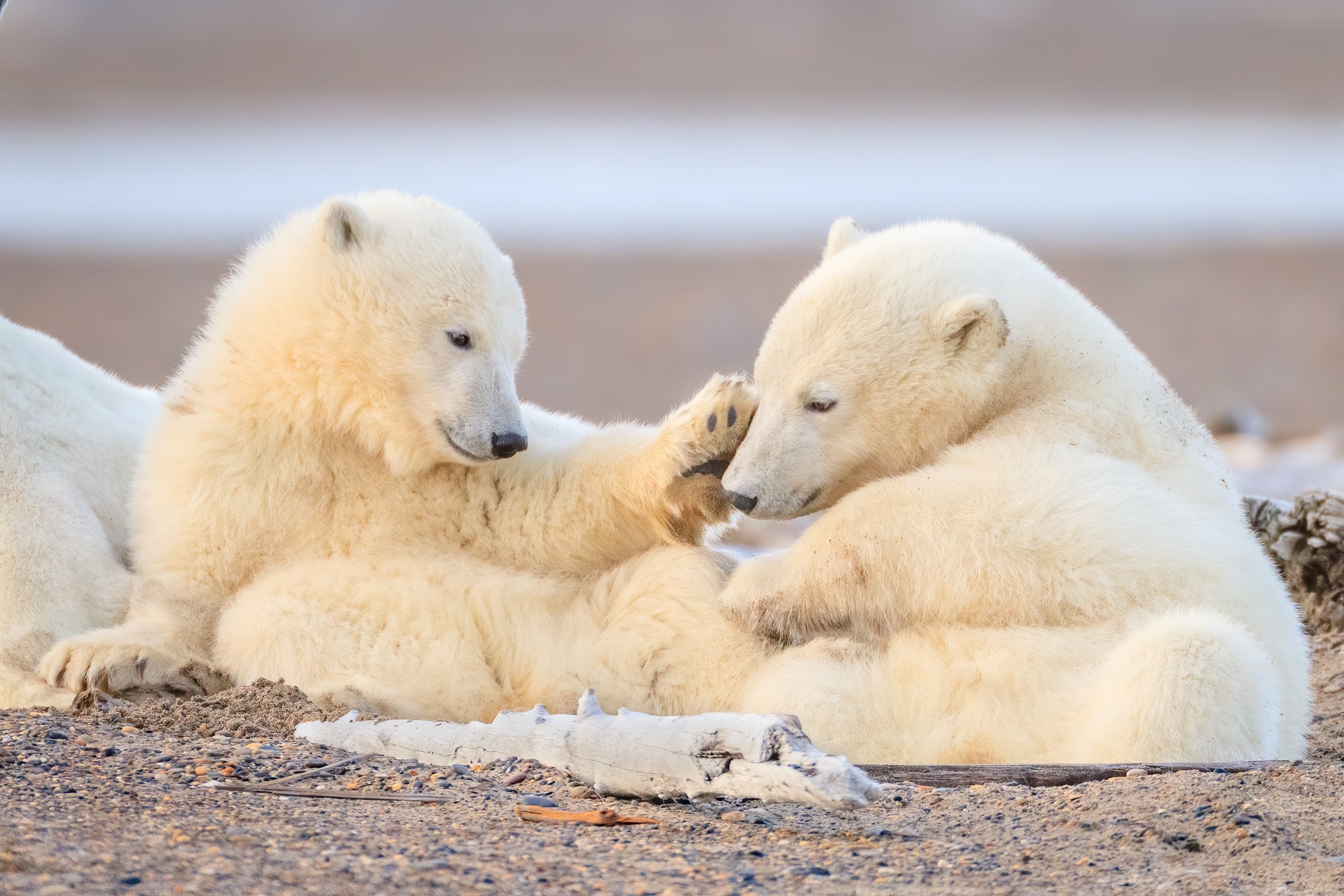 Two polar bear cubs playing on the ground HD Wallpaper