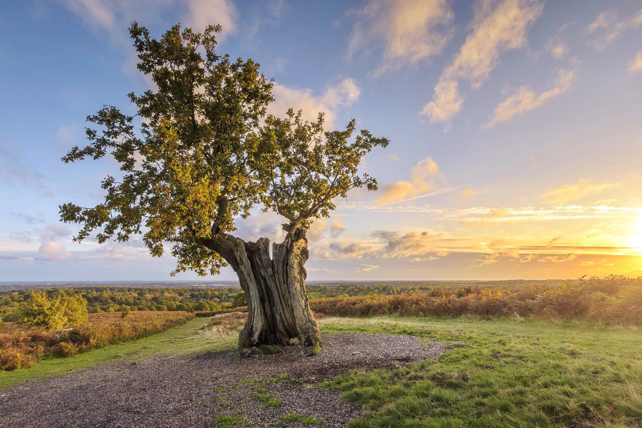 Old tree on a hill at sunset HD Wallpaper