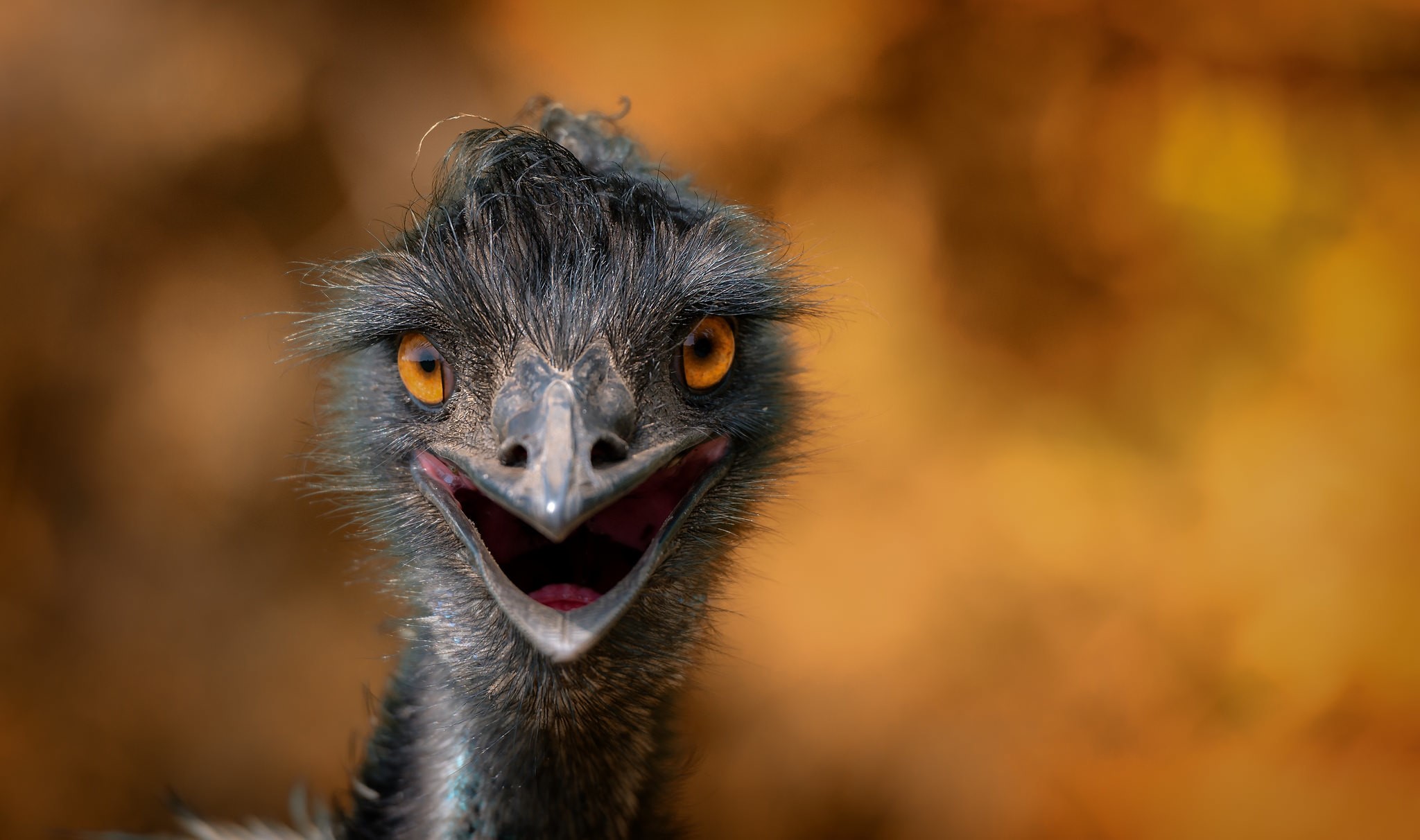 Close-up of an Emu bird with an open beak HD Wallpaper