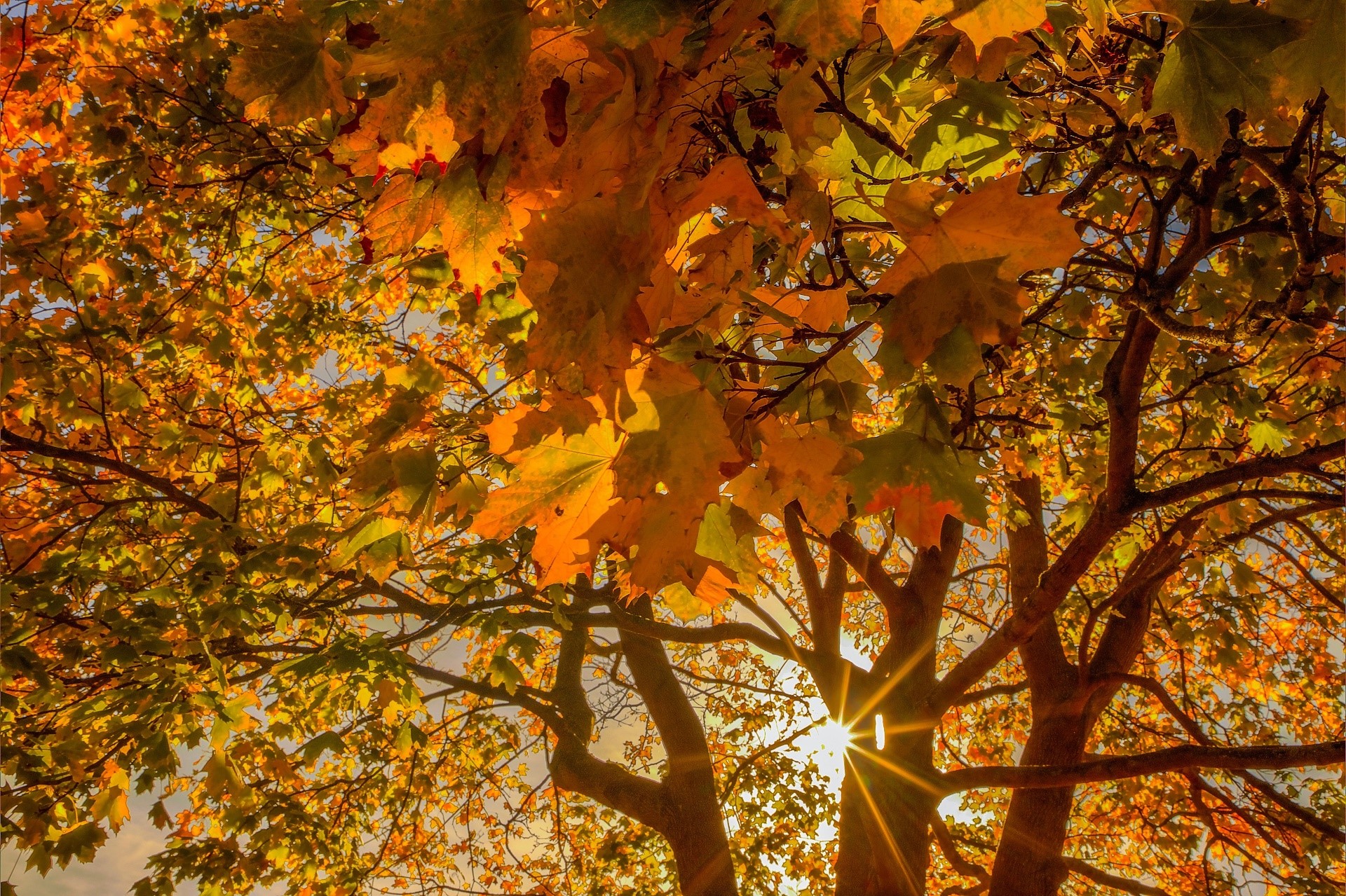 Sunlight shining through autumn leaves on trees HD Wallpaper