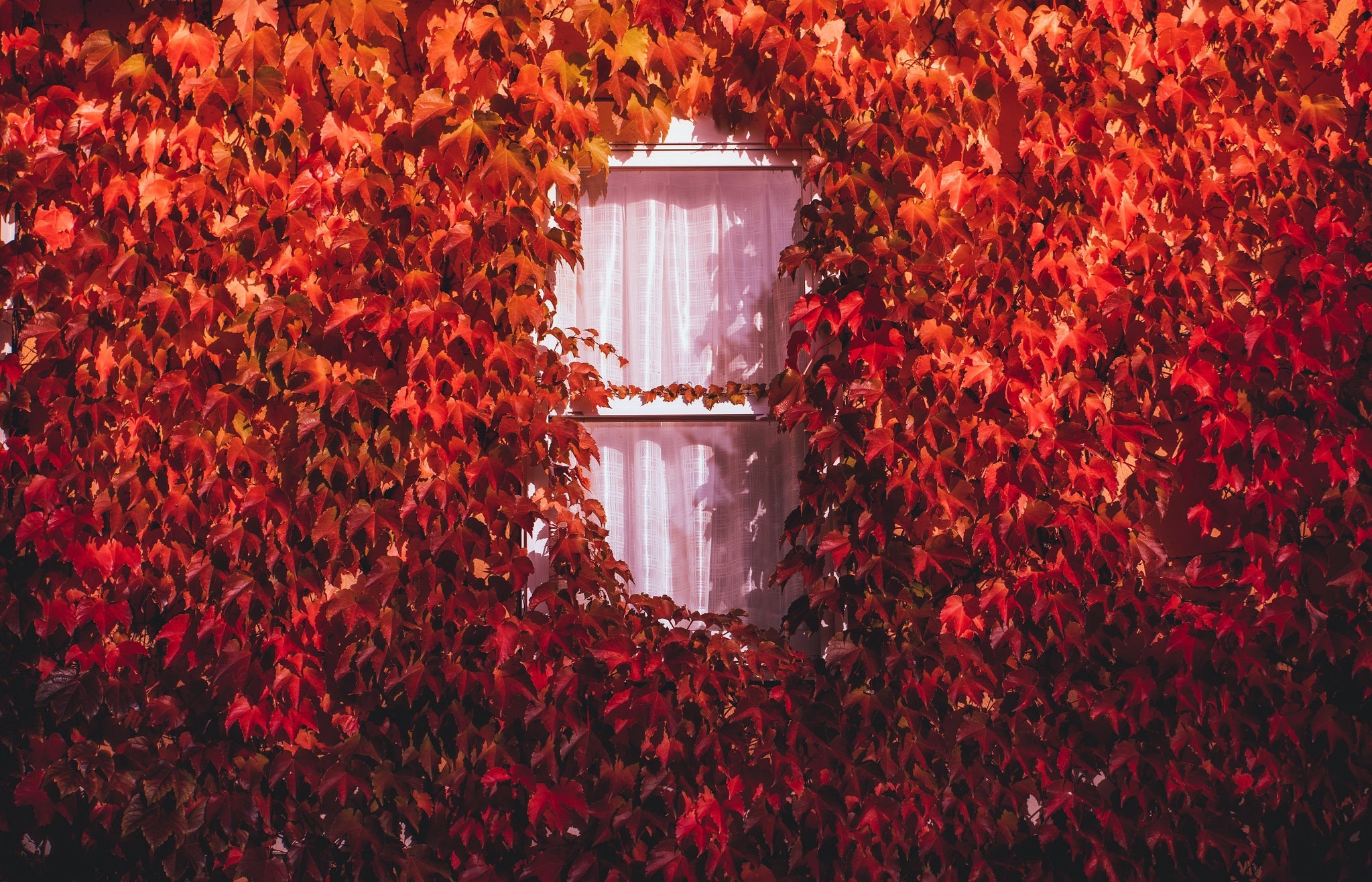 Red leaves covering a window in fall HD Wallpaper