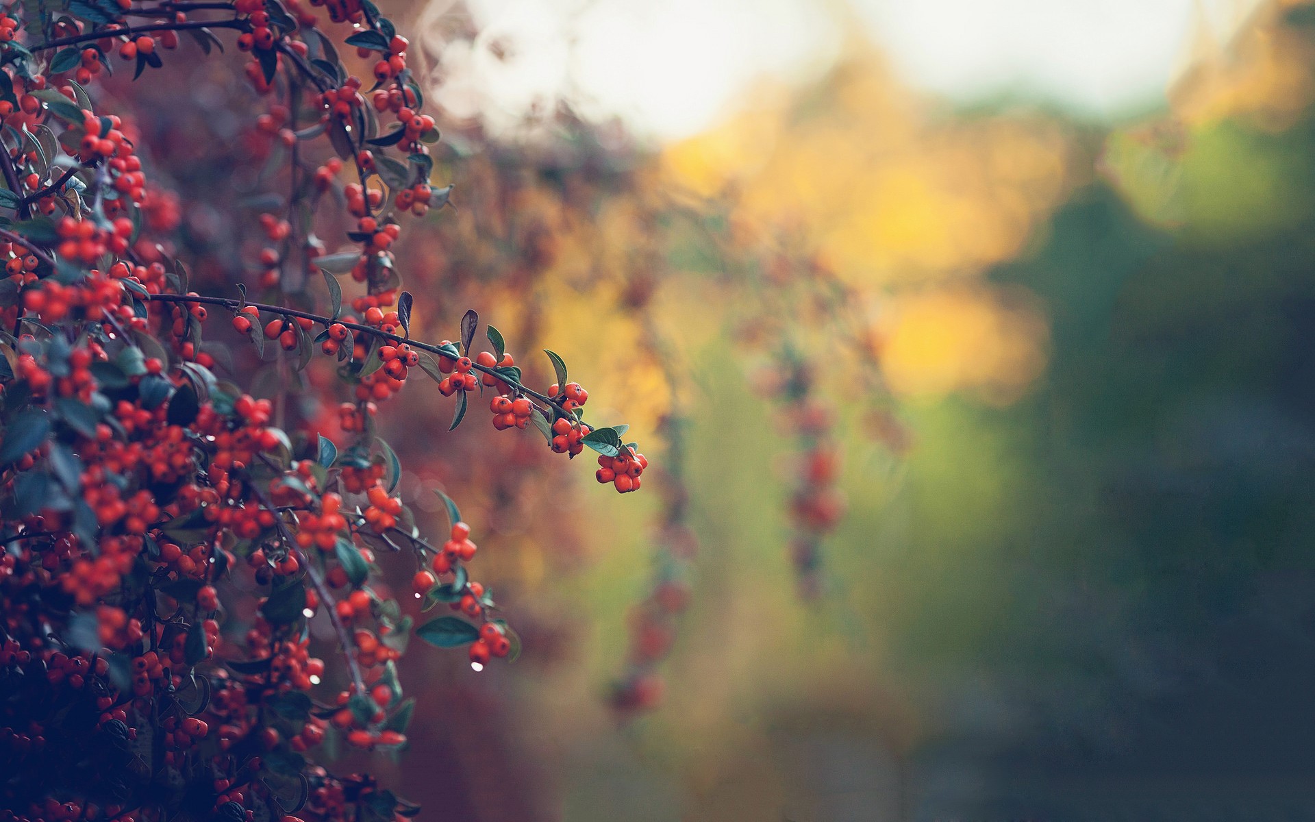 Red berries on branches with blurred background HD Wallpaper