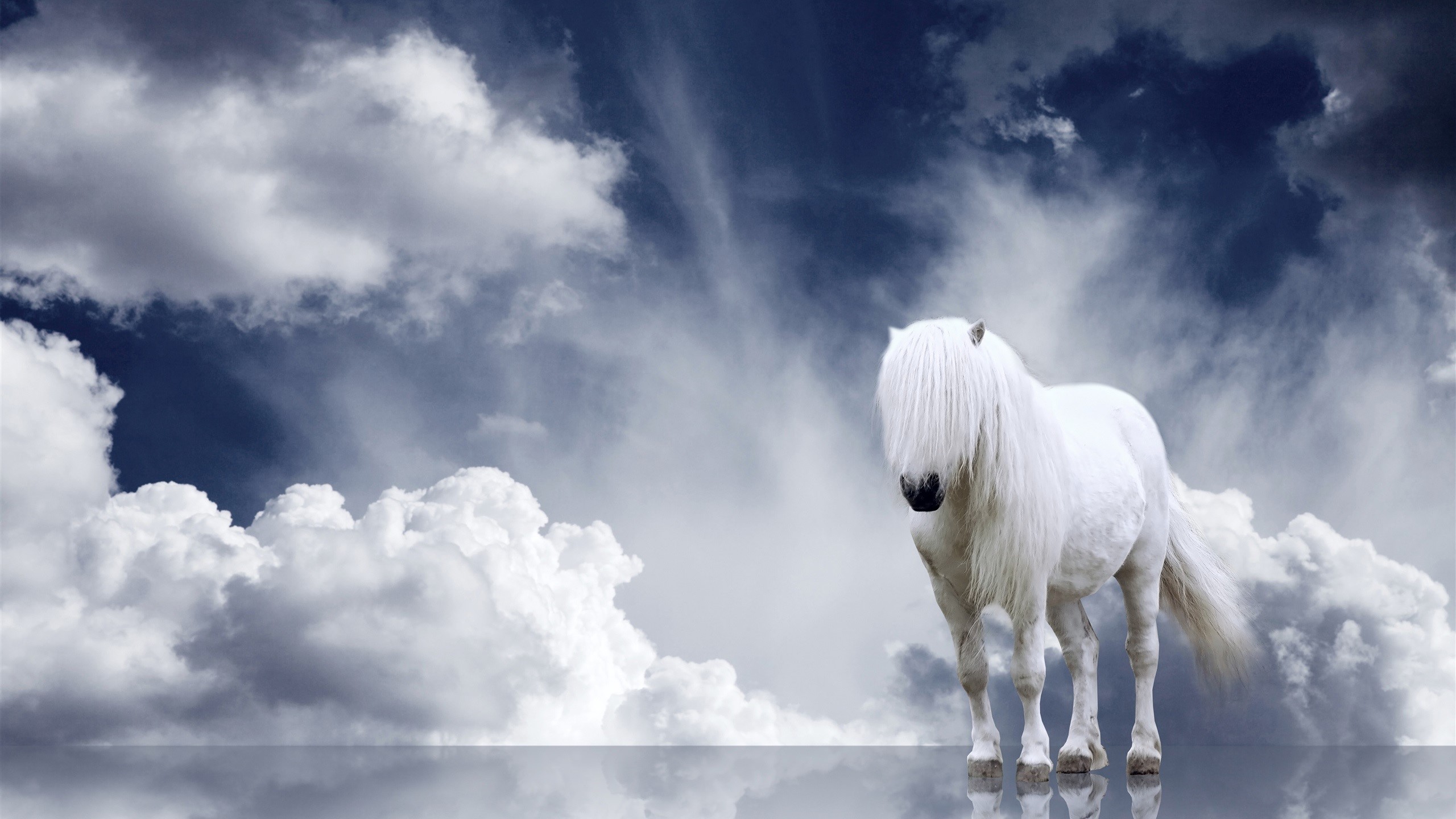 White horse against a dramatic sky HD Wallpaper