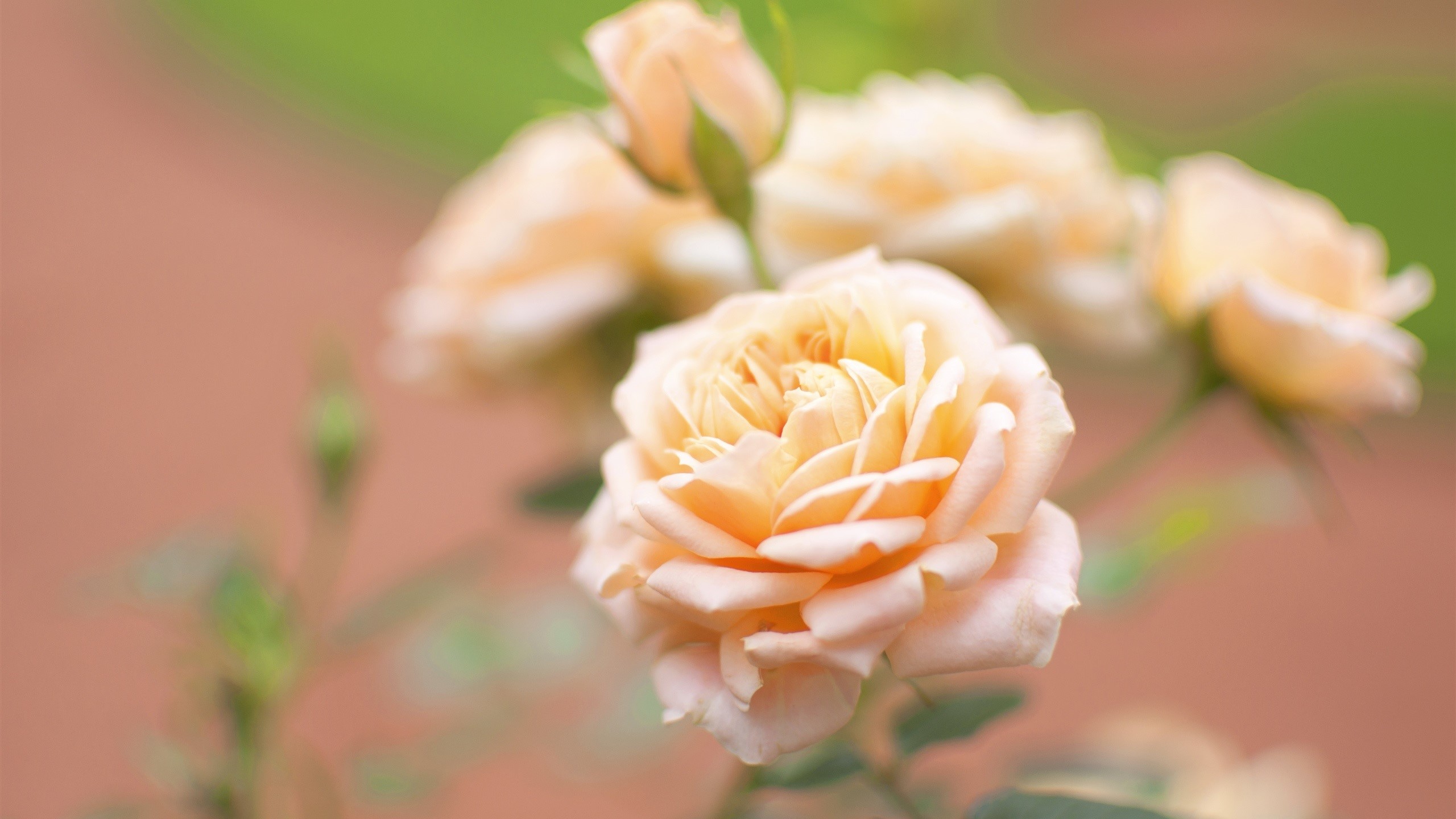 Peach roses in soft focus HD Wallpaper