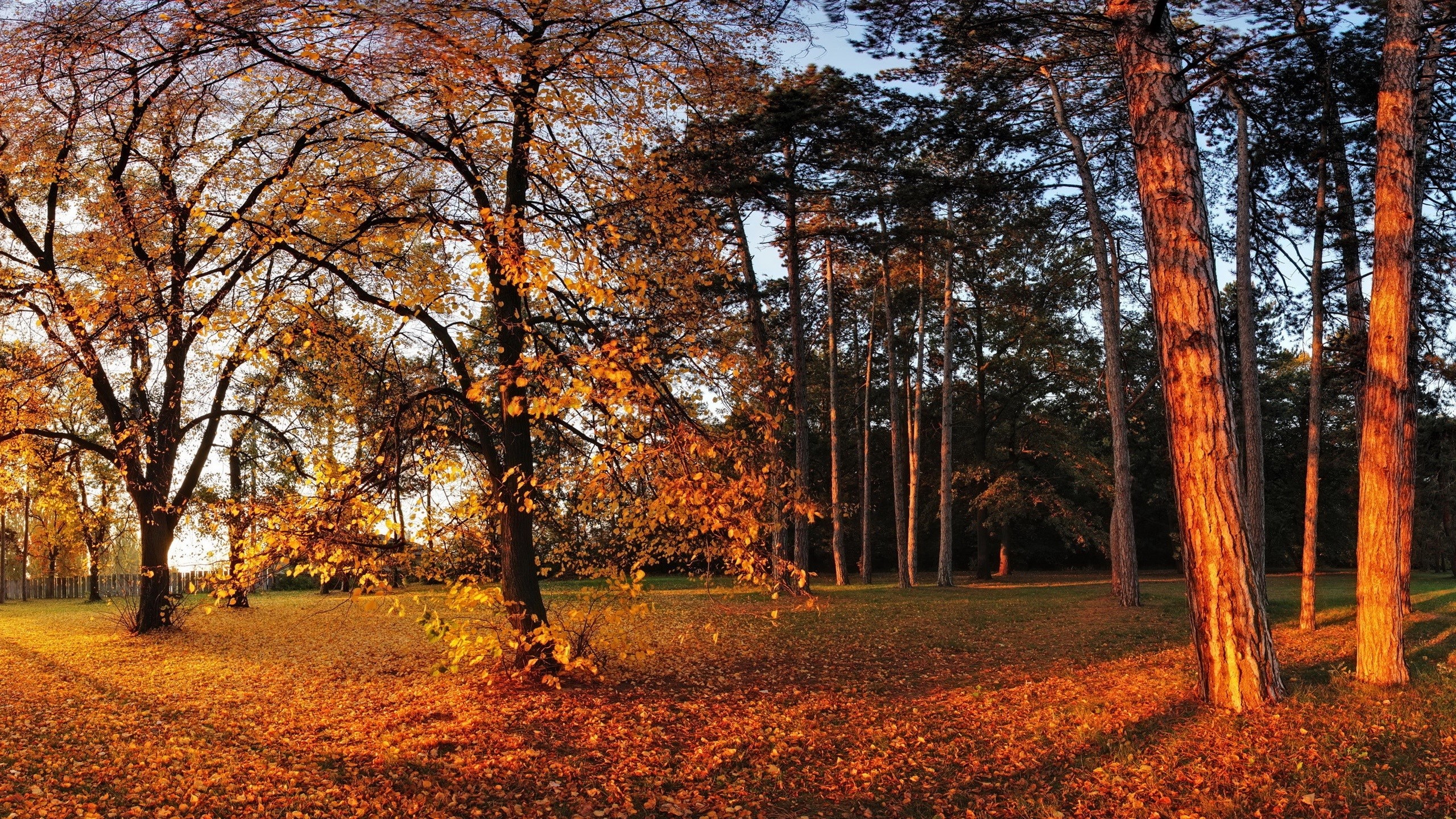 Autumn forest with golden leaves and tall trees HD Wallpaper
