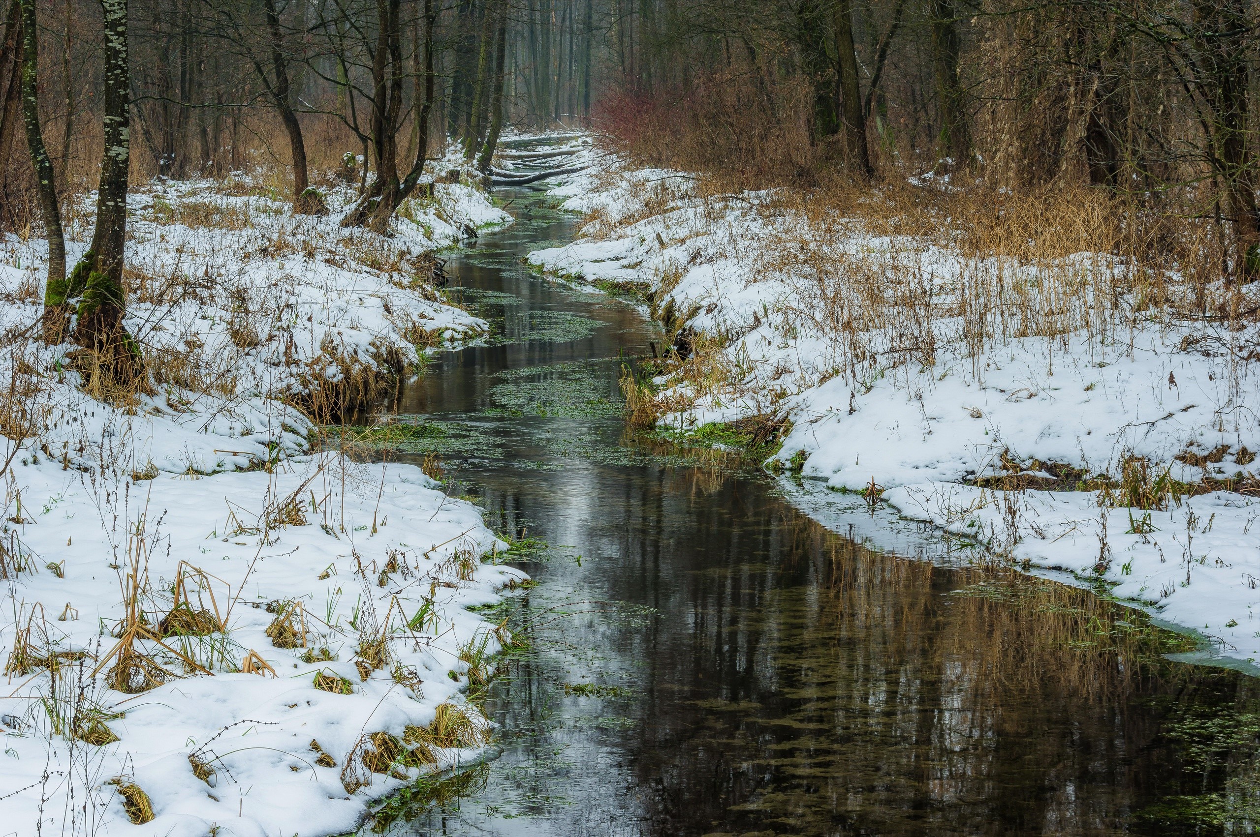 Winter stream in a snowy forest HD Wallpaper
