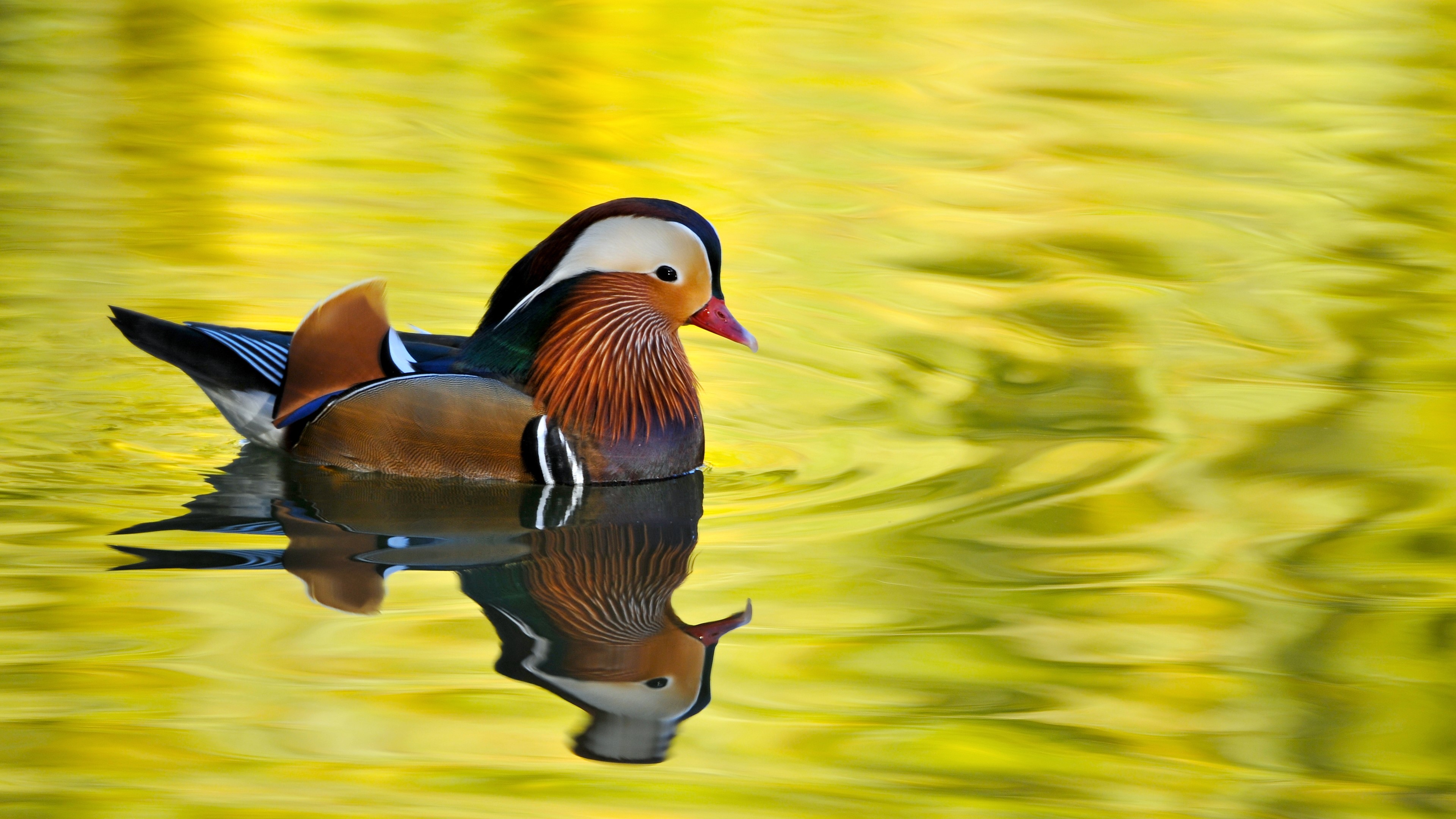 Mandarin duck swimming in yellow water HD Wallpaper