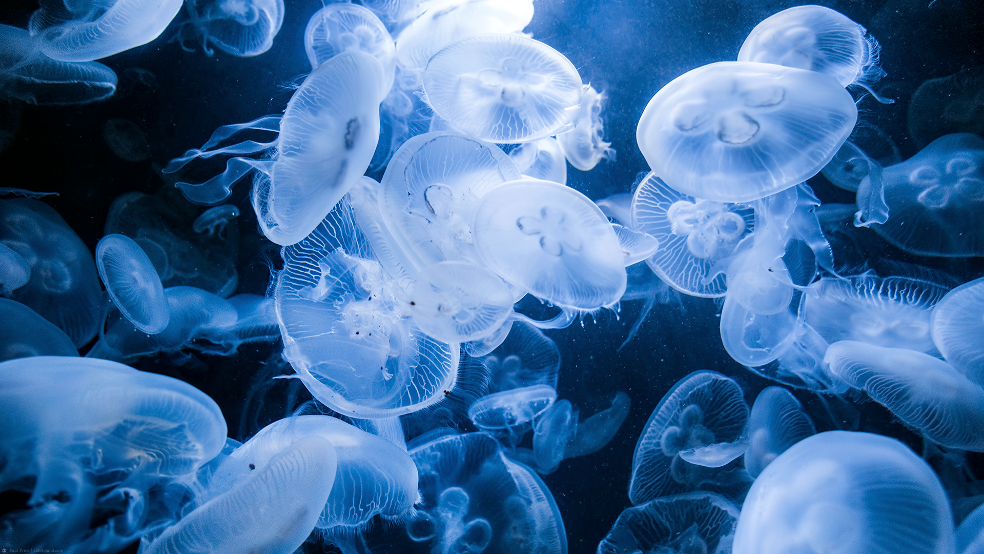 A group of translucent jellyfish in dark blue water HD Wallpaper