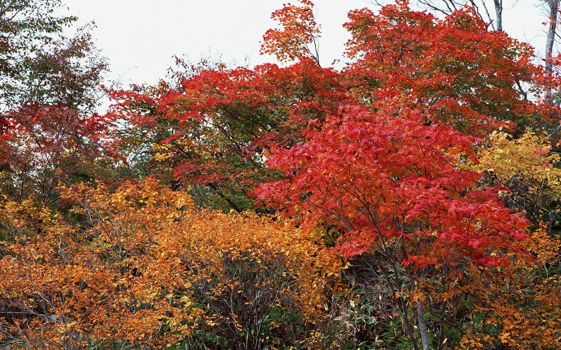 Autumn trees with red and orange leaves HD Wallpaper