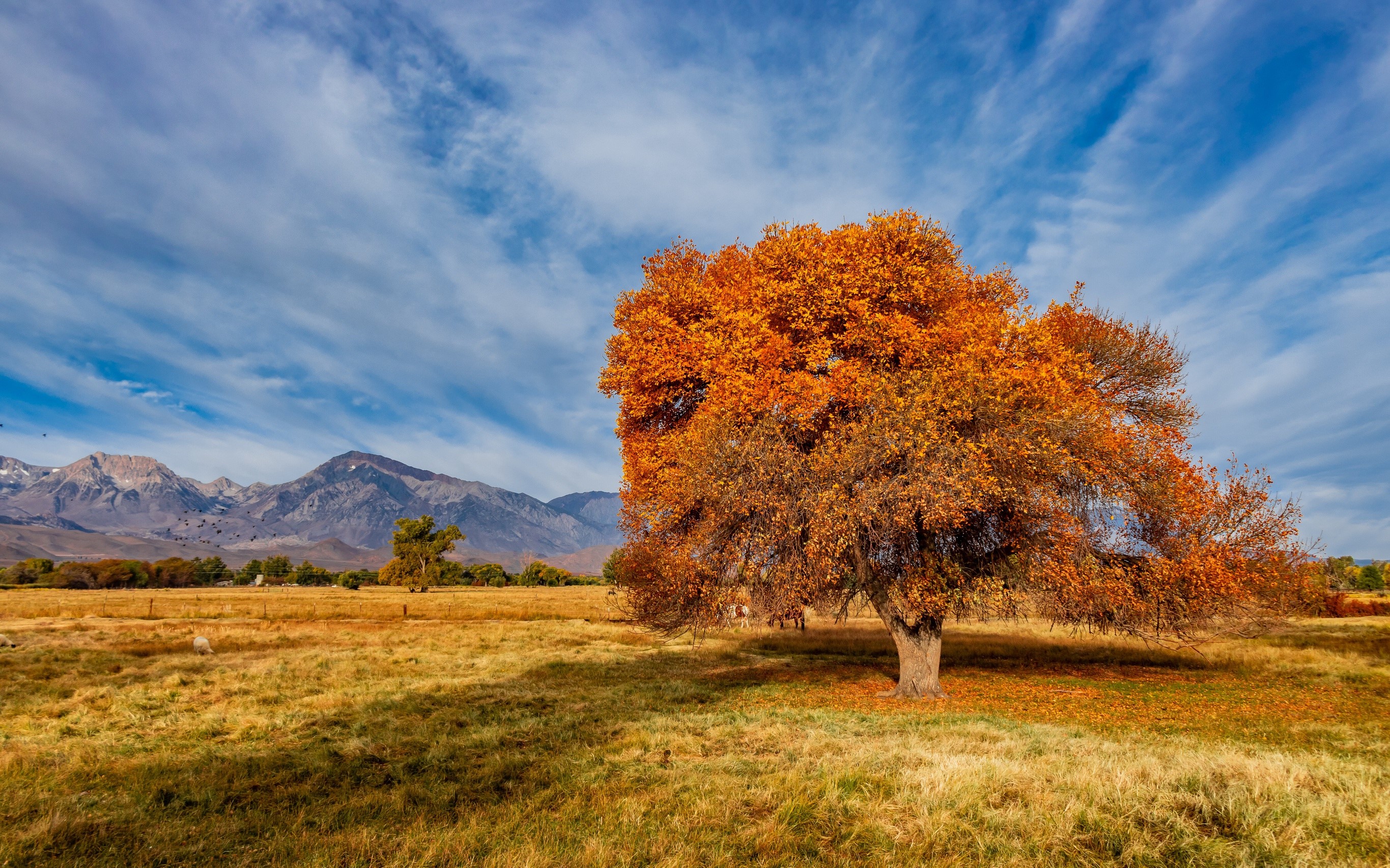 Autumn tree in a field with mountains and sky HD Wallpaper