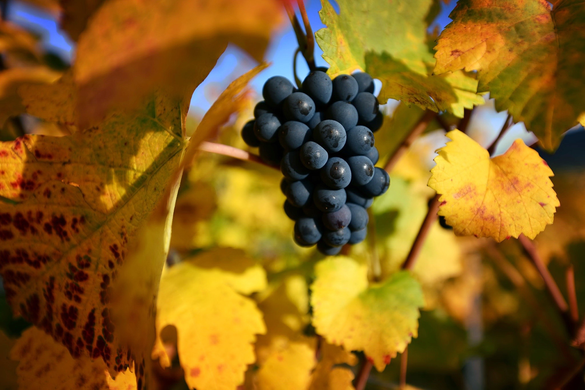 Bunch of dark grapes on a vine with autumn leaves HD Wallpaper